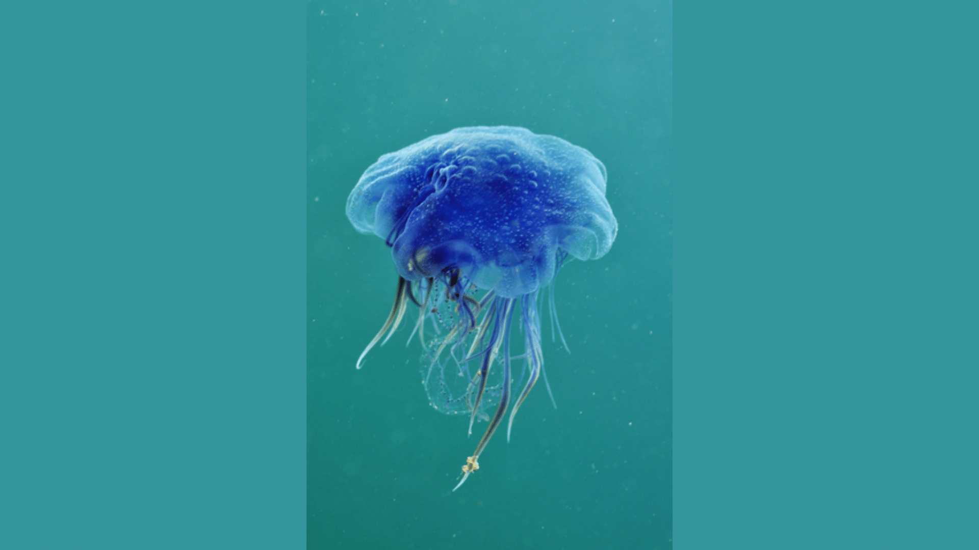 Blue Jellyfish (Cyanea Lamarckii)
