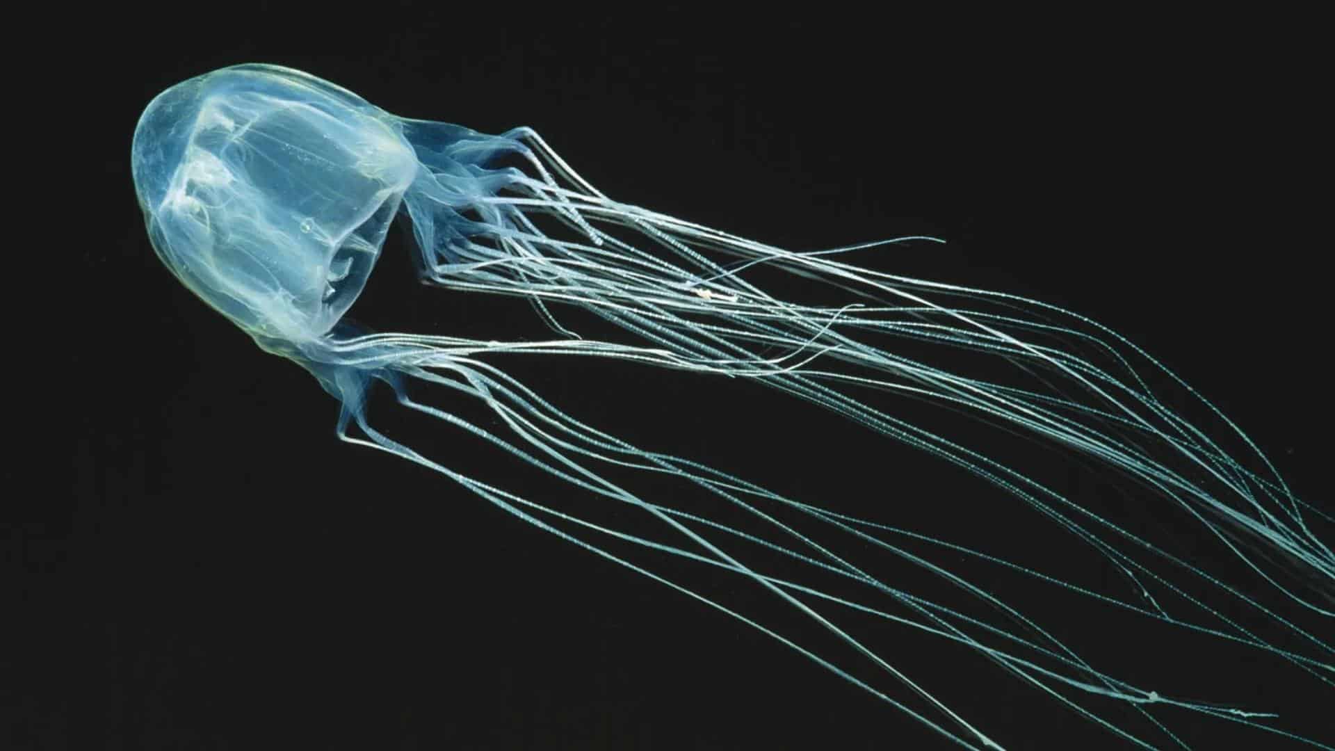 Box Jellyfish