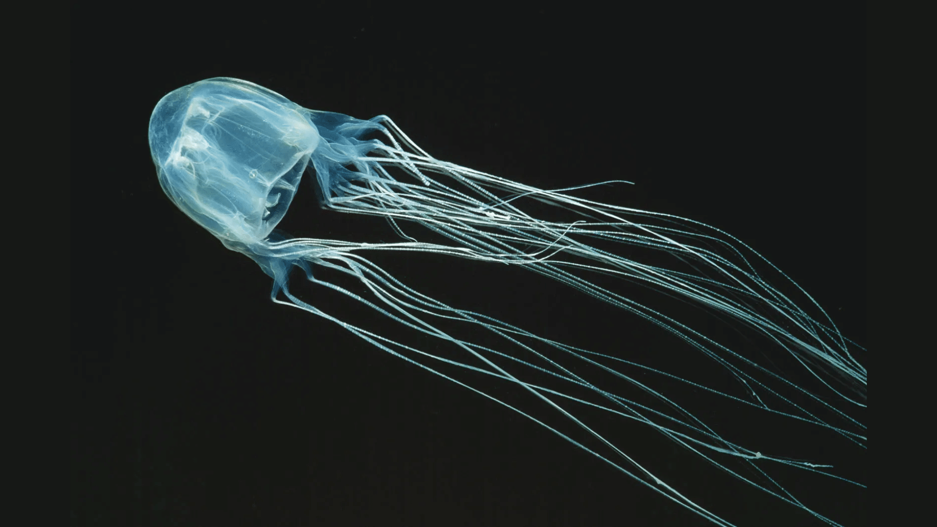 Box Jellyfish (Chironex Fleckeri)
