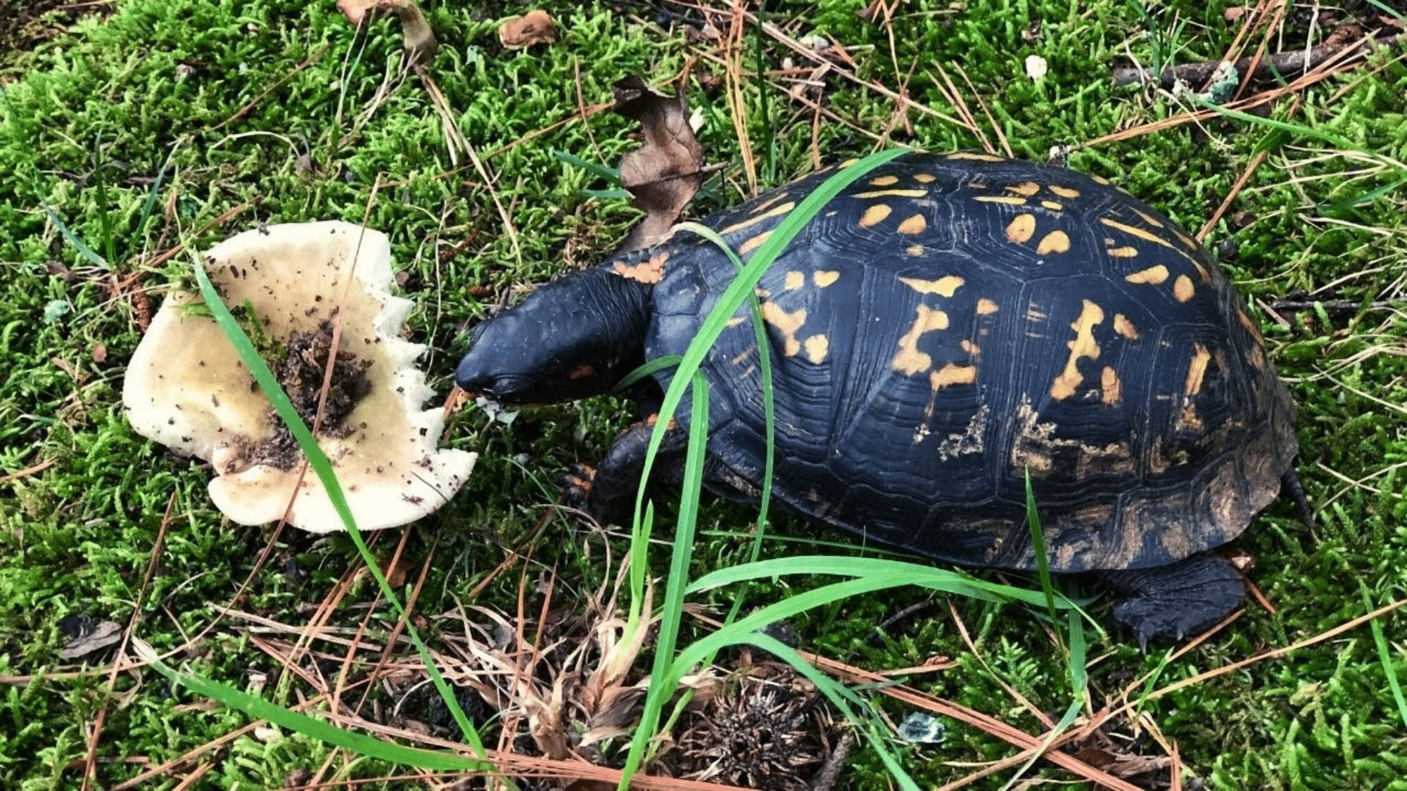 Box Turtles
