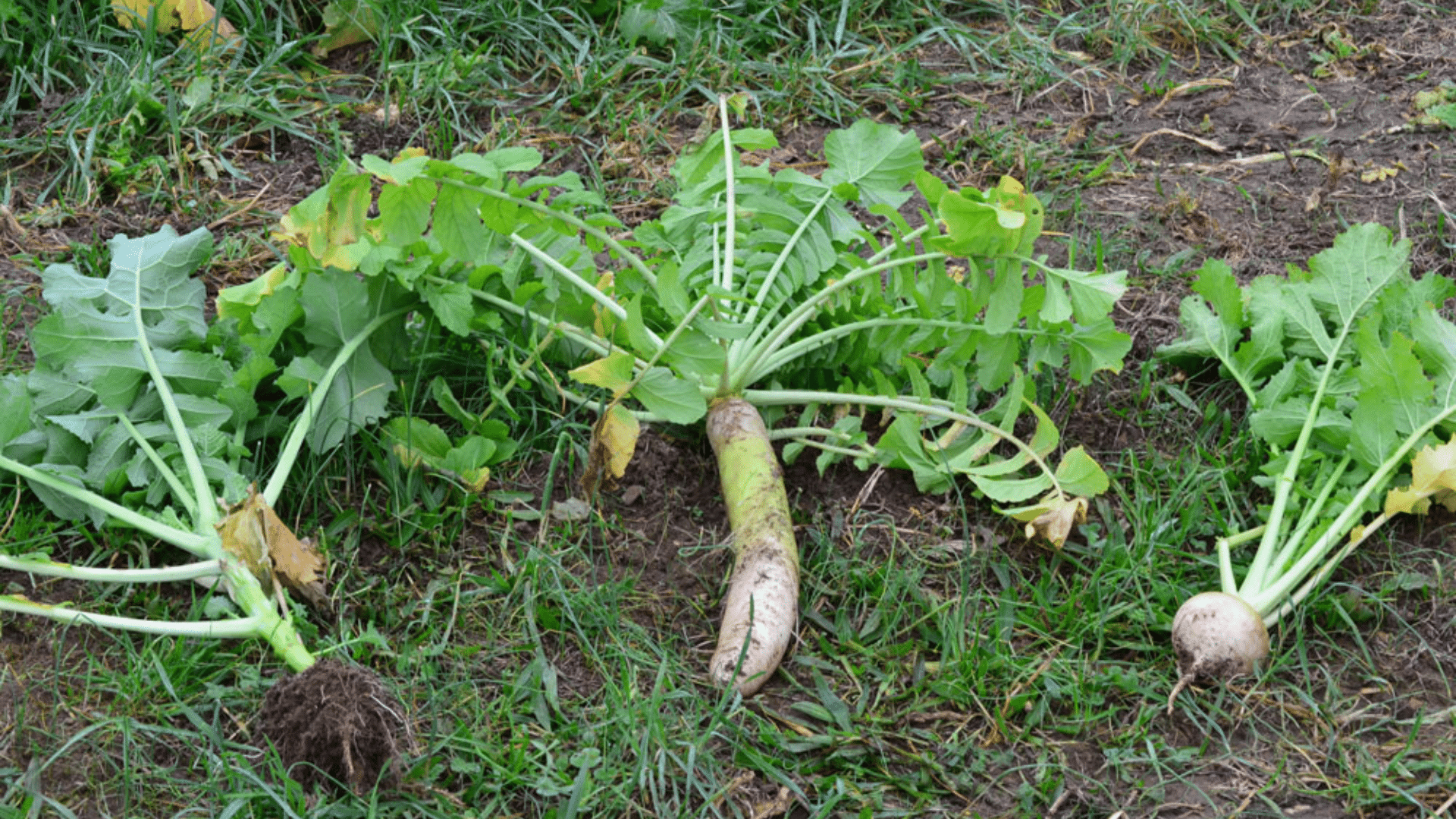 Brassicas: The Nutrient Hogs
