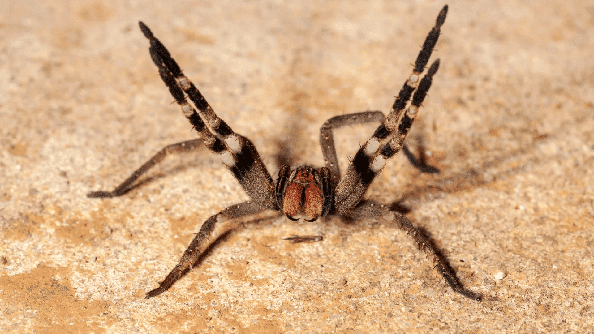 Brazilian Wandering Spider (Phoneutria Fera)
