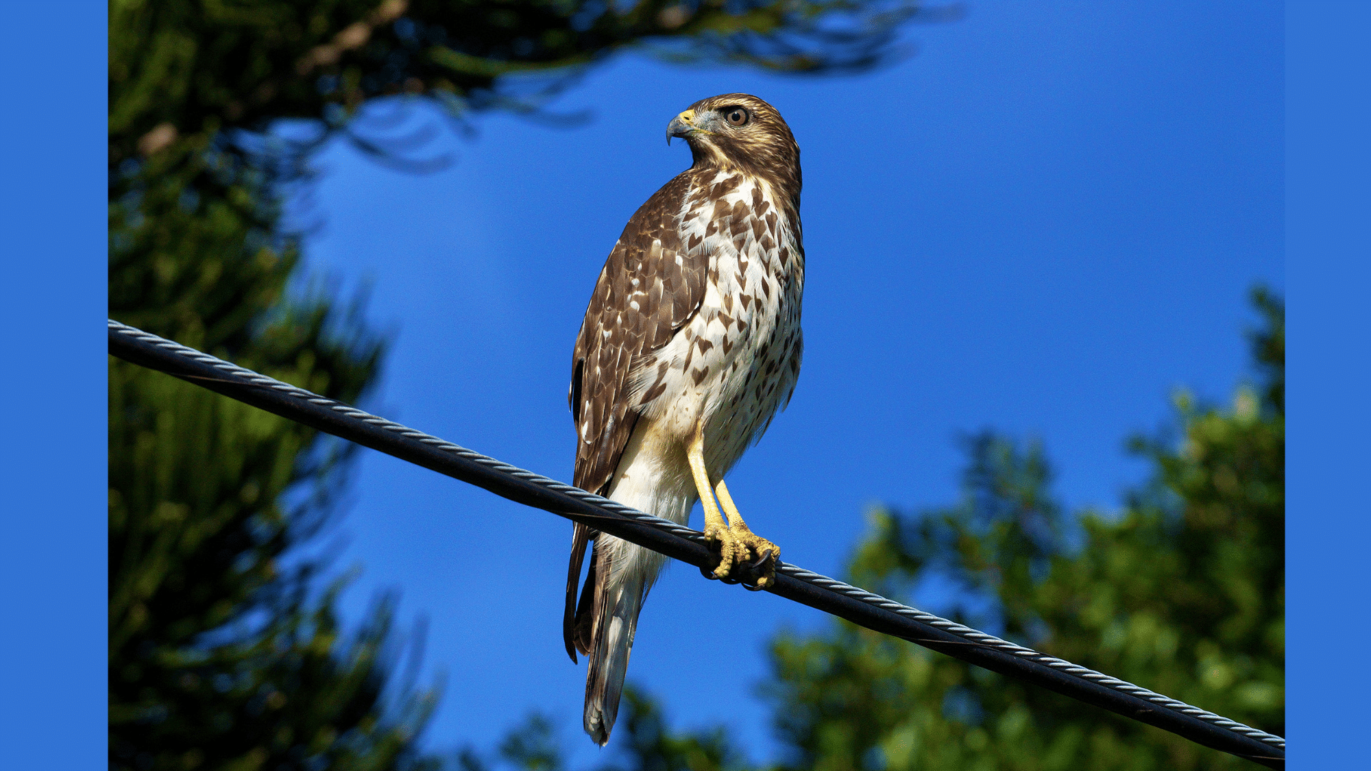 Broad-winged Hawk