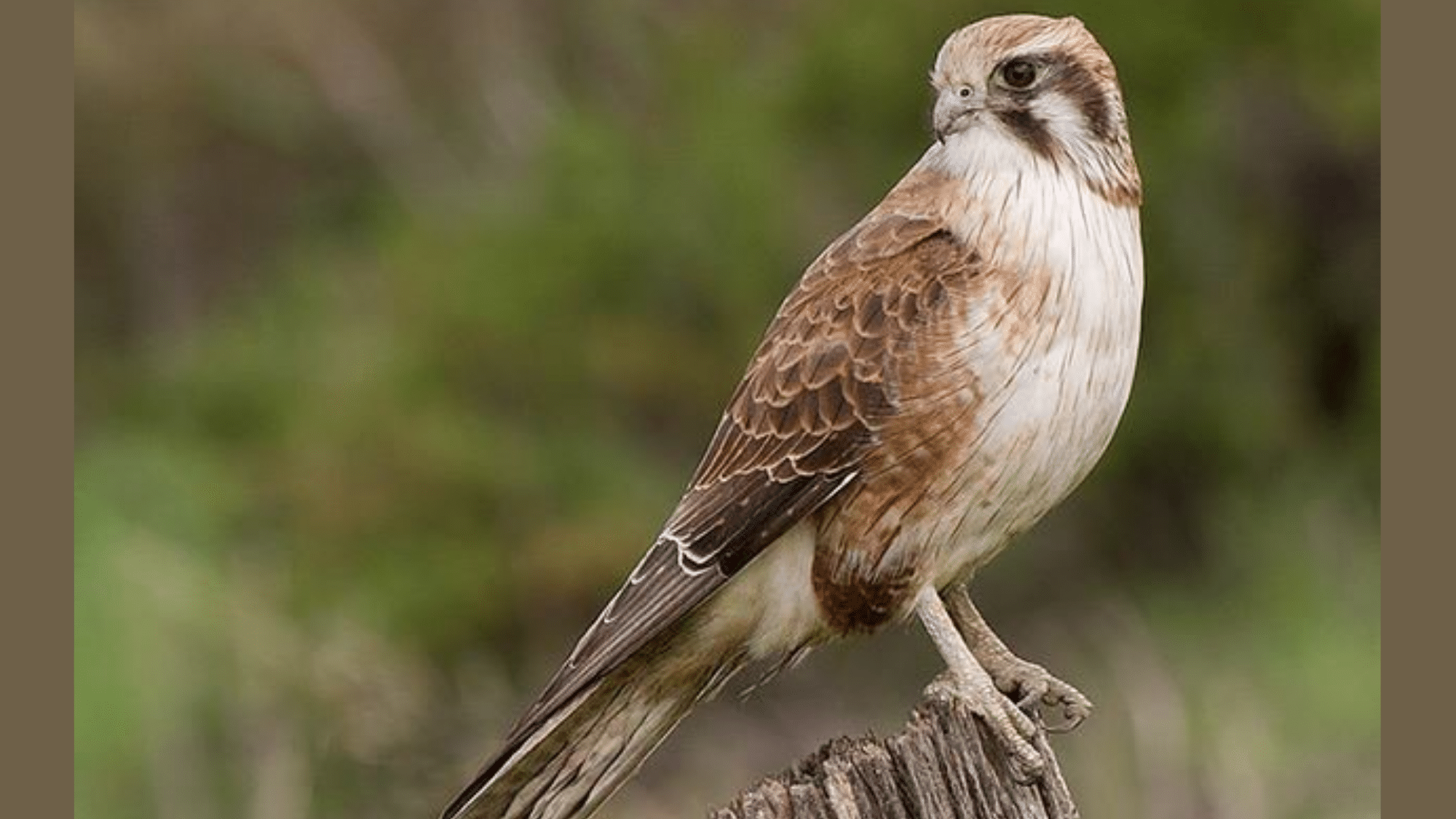 Brown Falcons