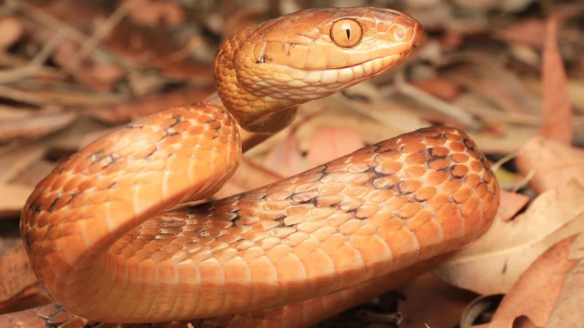 Brown Tree Snake
