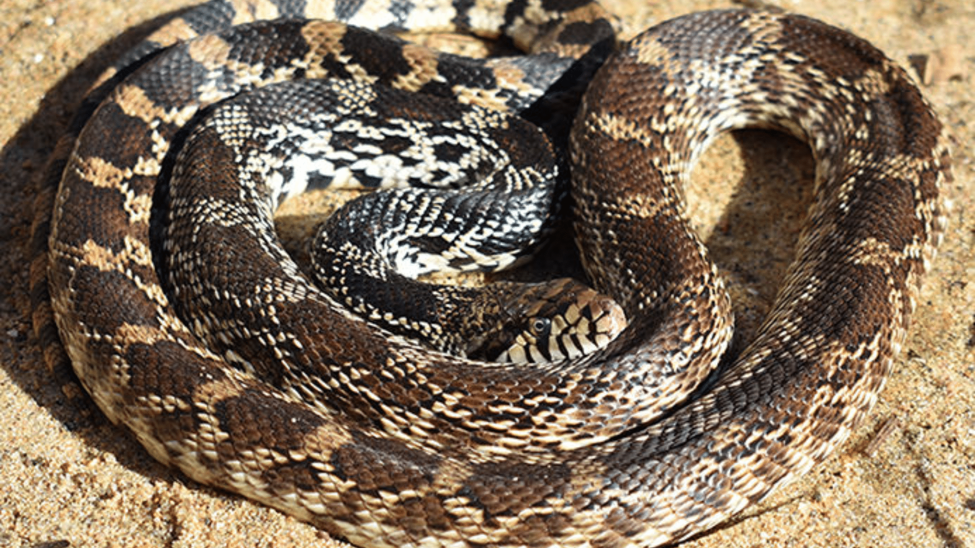Bull Snakes
