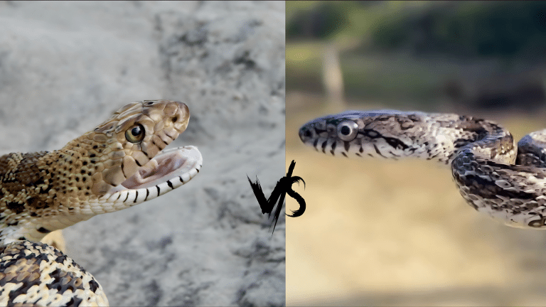 Bull Snake vs Rat Snake: Traits and Nature Role