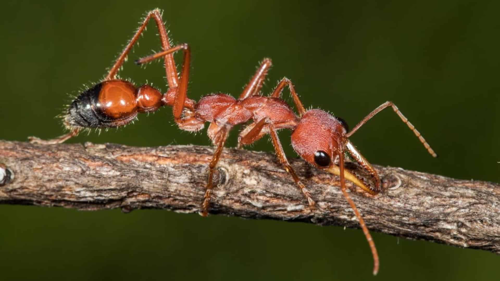 Bull Ant