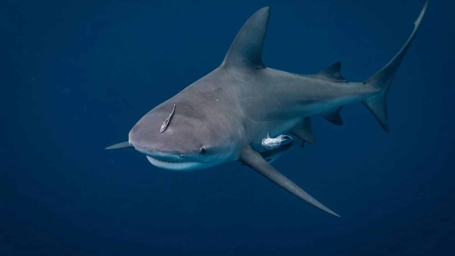 Bull Shark