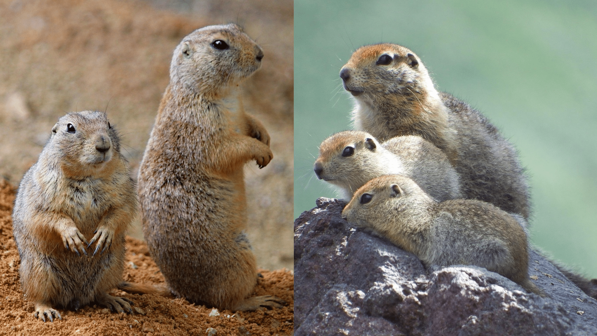 Burrowing Behavior and Soil Effects
