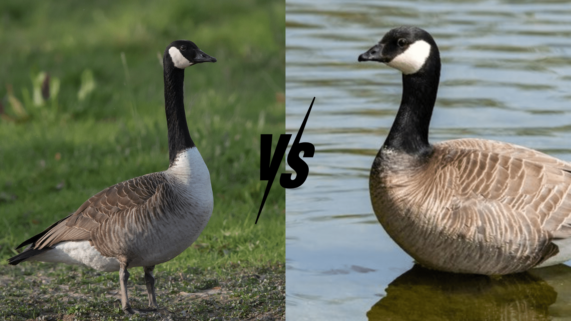 Canada Goose vs Cackling Goose: What to Know?