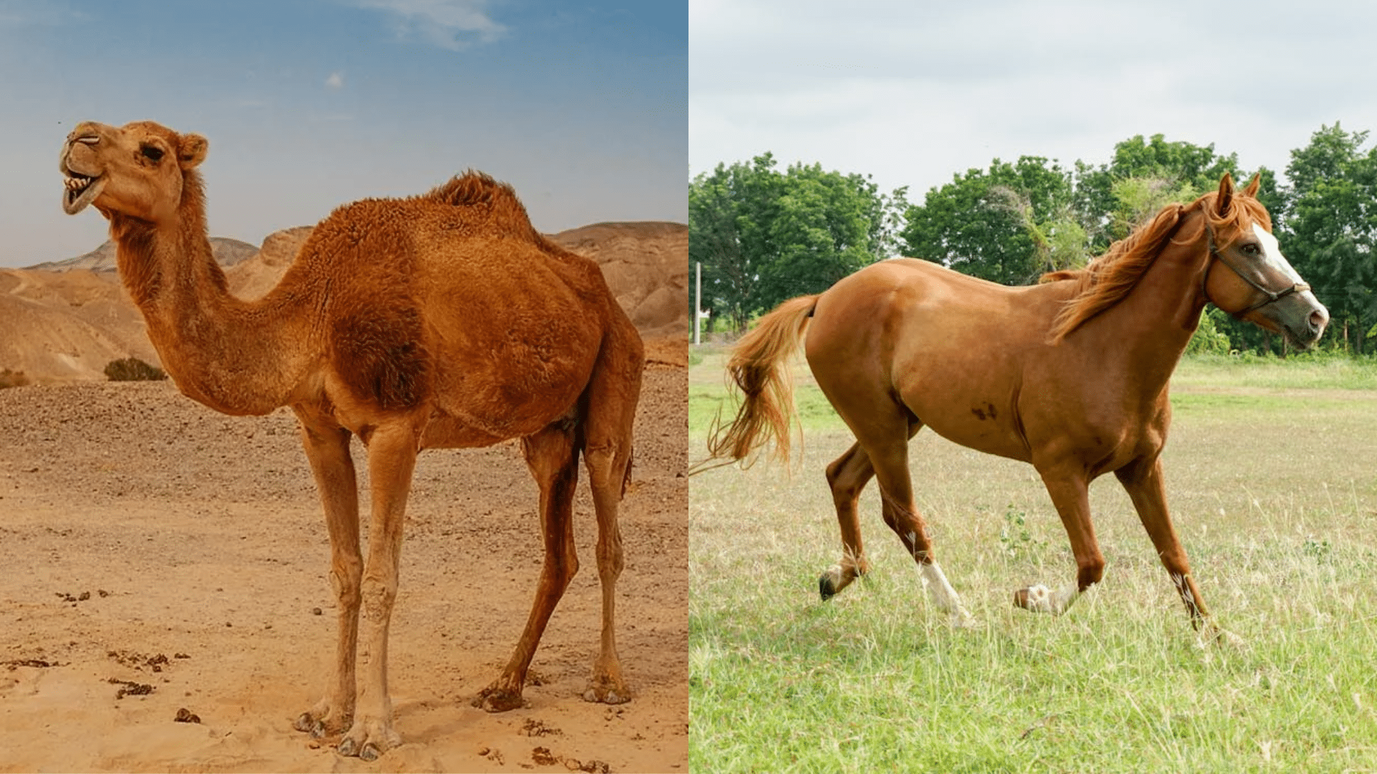 Camel & Horse in Tourism Today