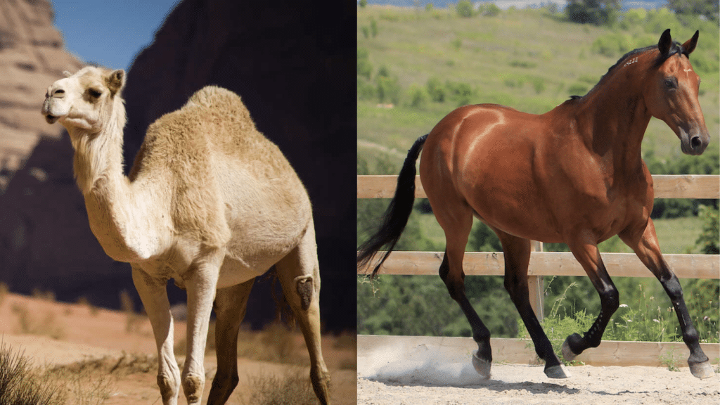 Camel vs Horse feature image