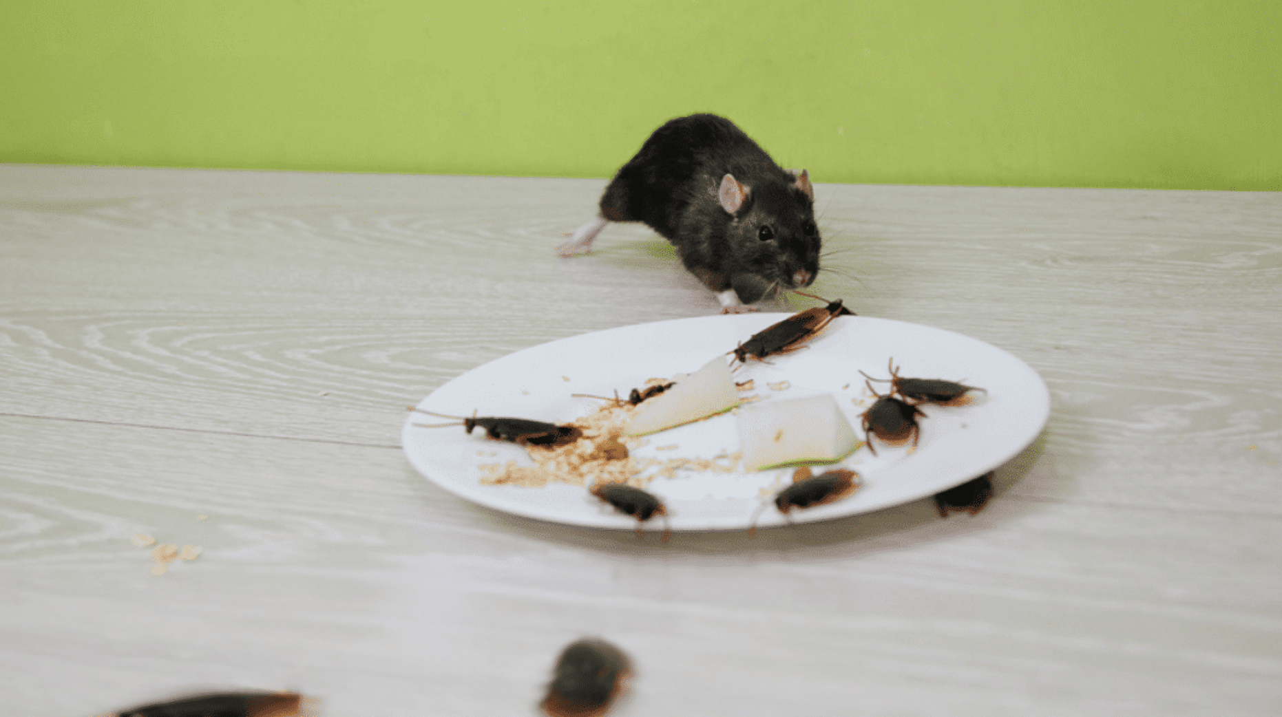 Can Mice Control Cockroach Populations?
