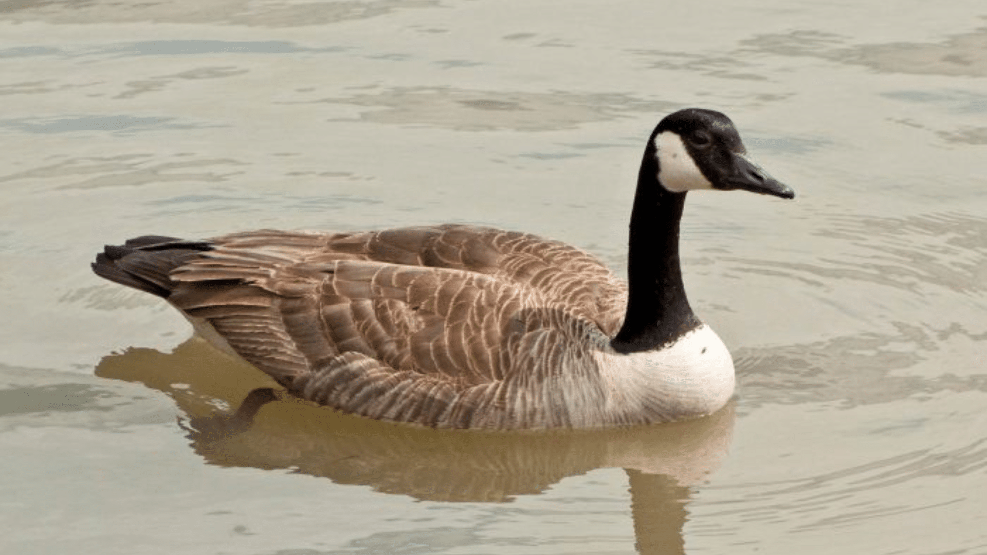 Canada Goose: Majestic and Bold