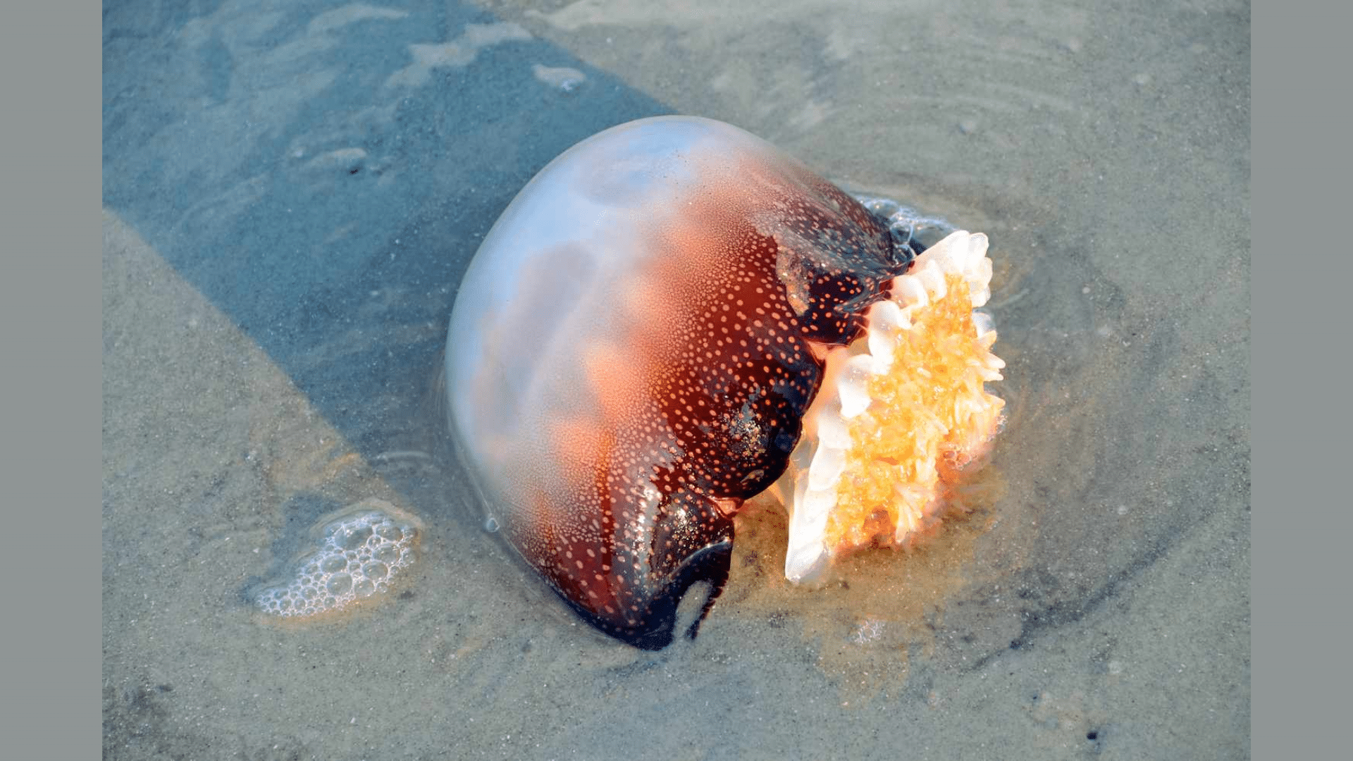 Cannonball Jellyfish (Stomolophus Meleagris)
