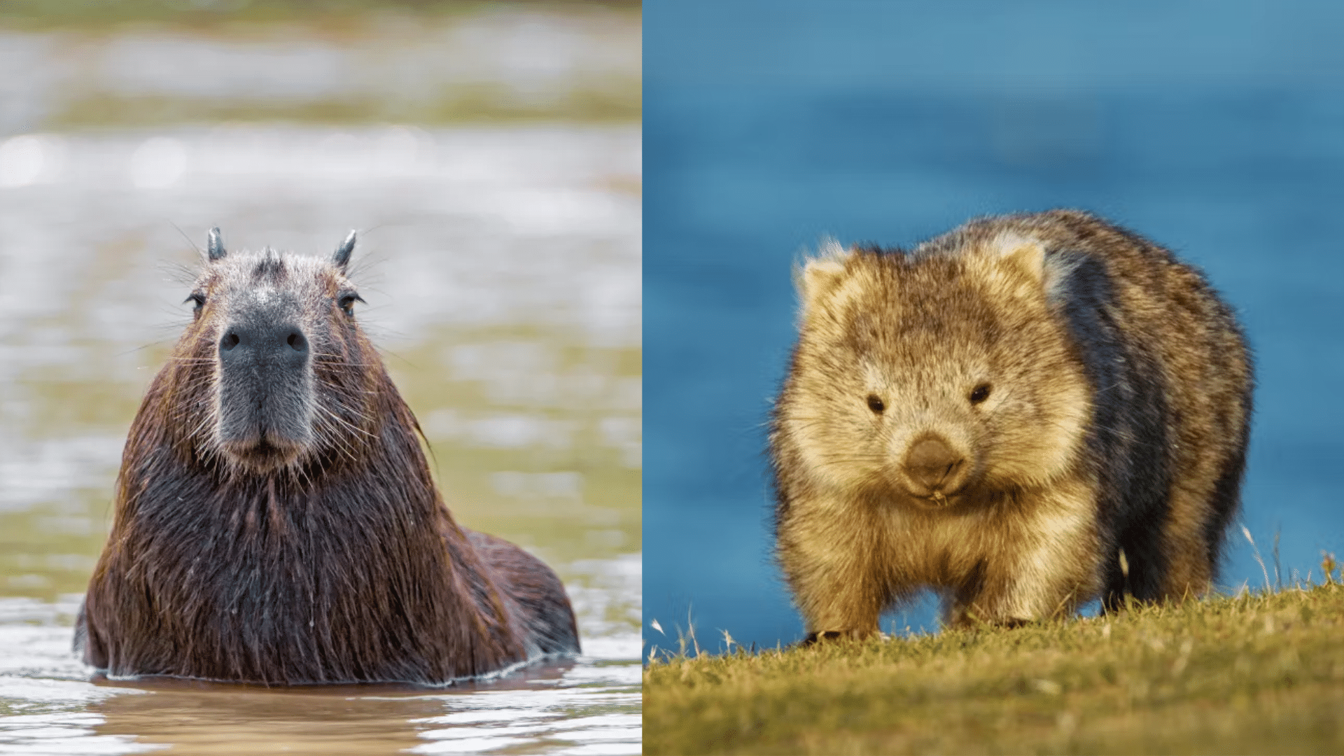 Capybara vs Wombat