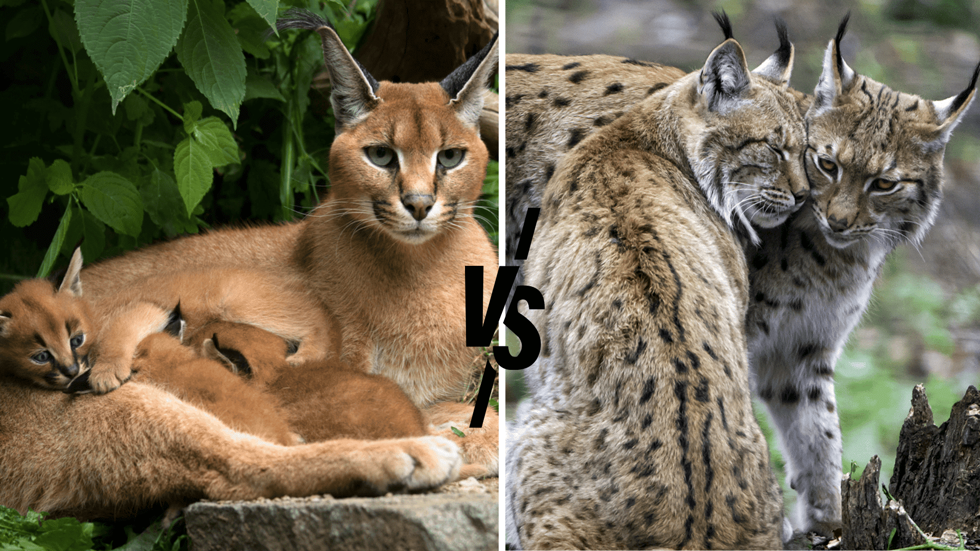 Caracal vs Lynx: How These Tufted Wildcats Compare