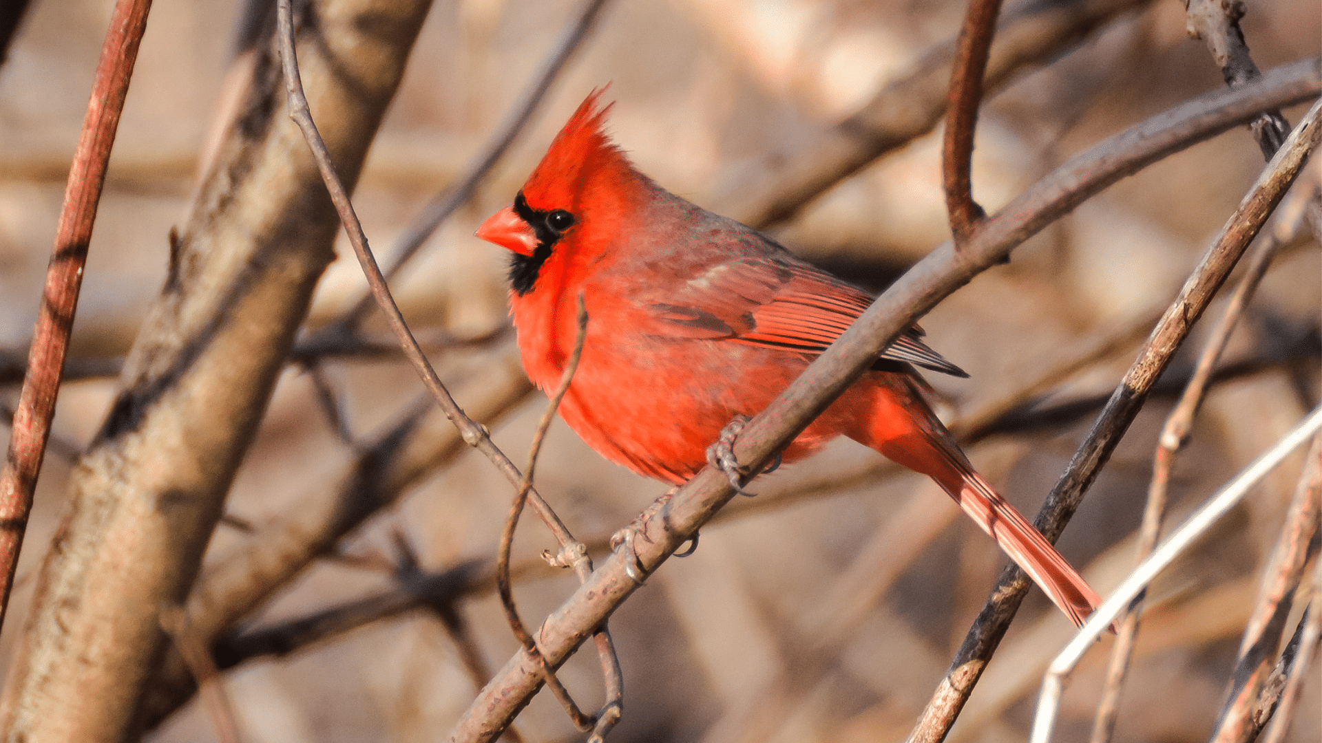 Cardinal
