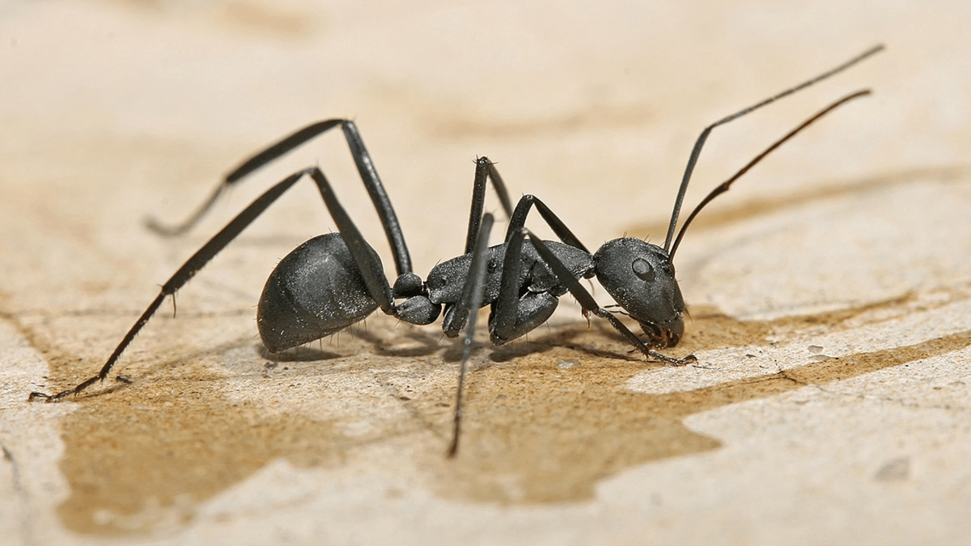 Carpenter Ants
