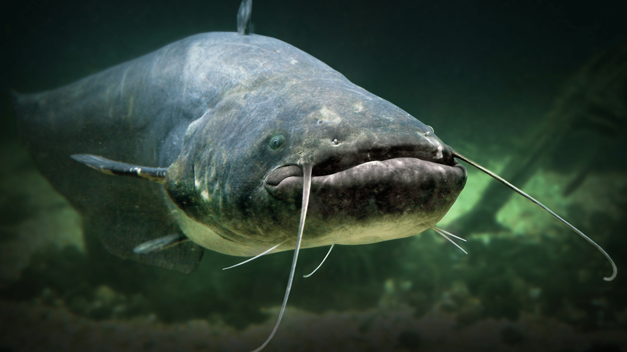 Catfish