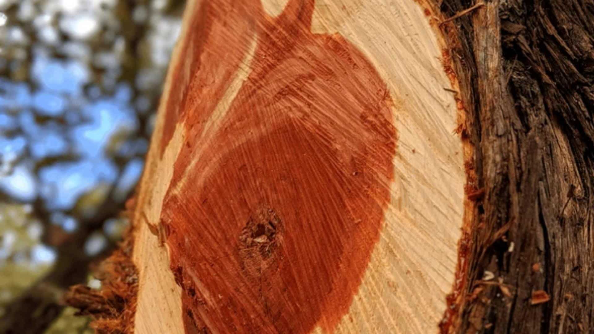 Cedar