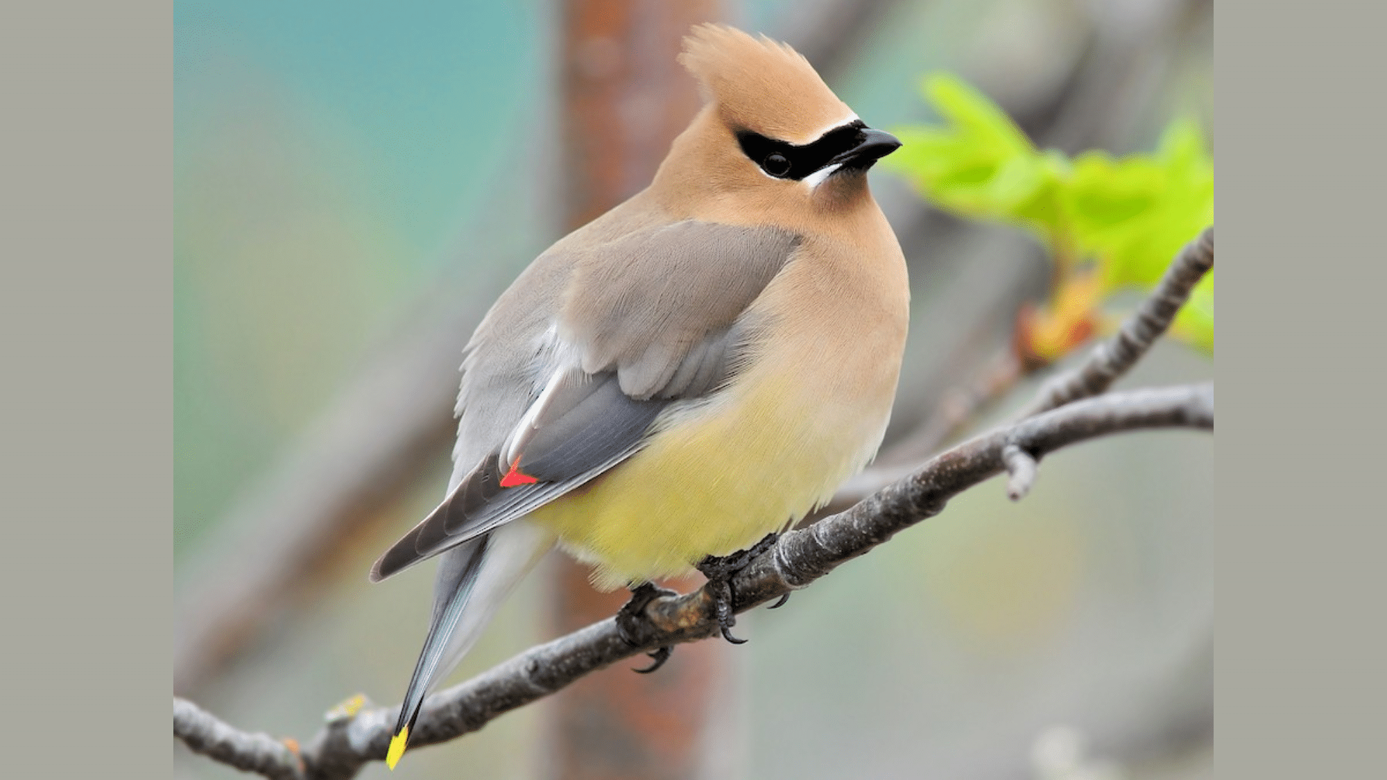 Cedar Waxwing