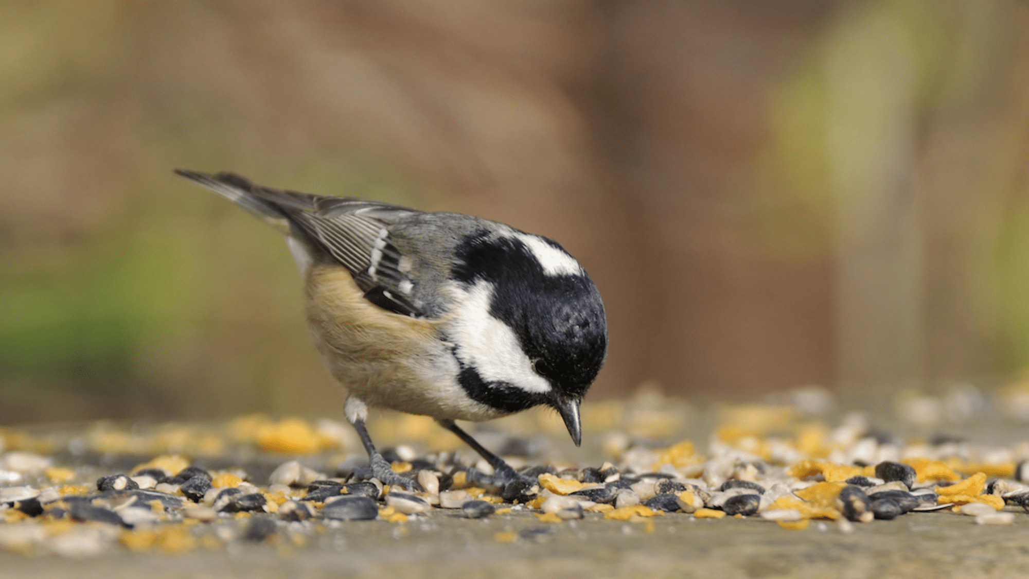 Certain Bird Feeding Applications to Check Out

