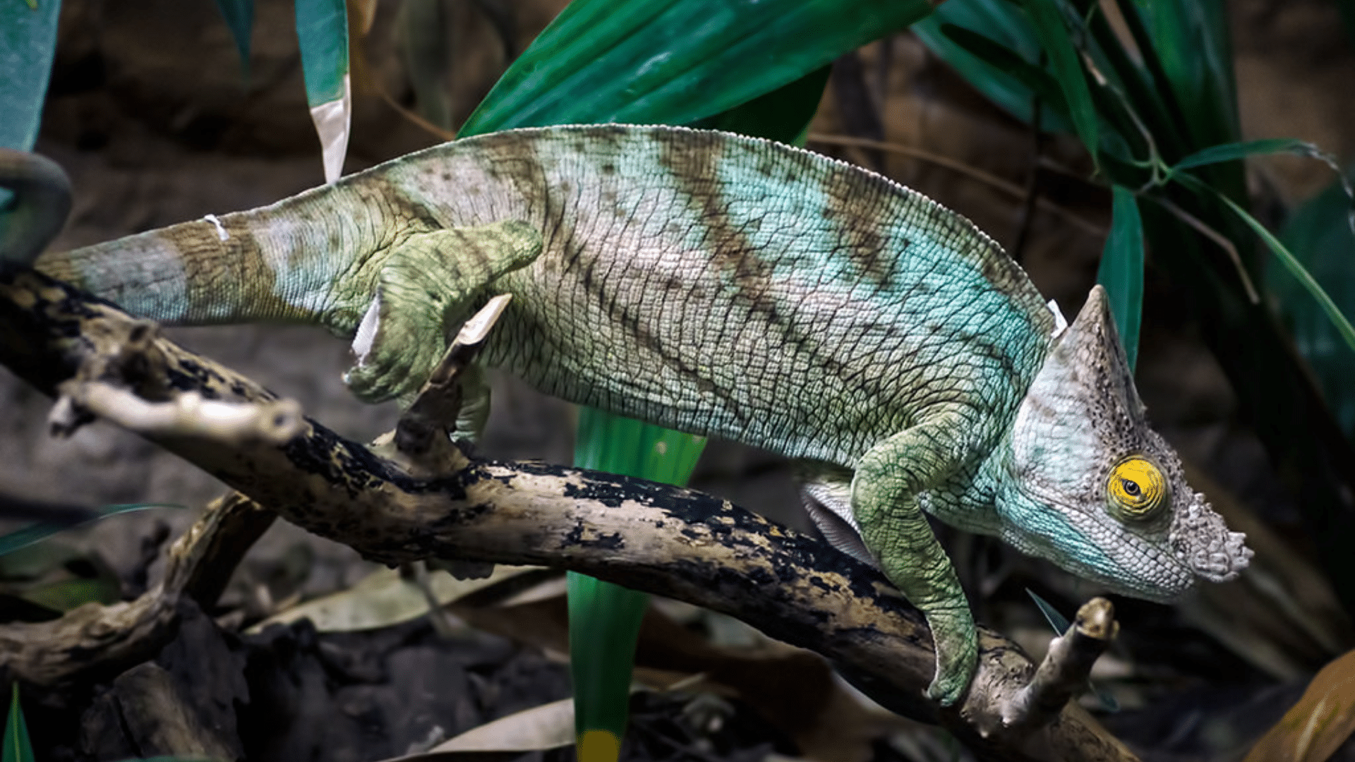 Chameleon