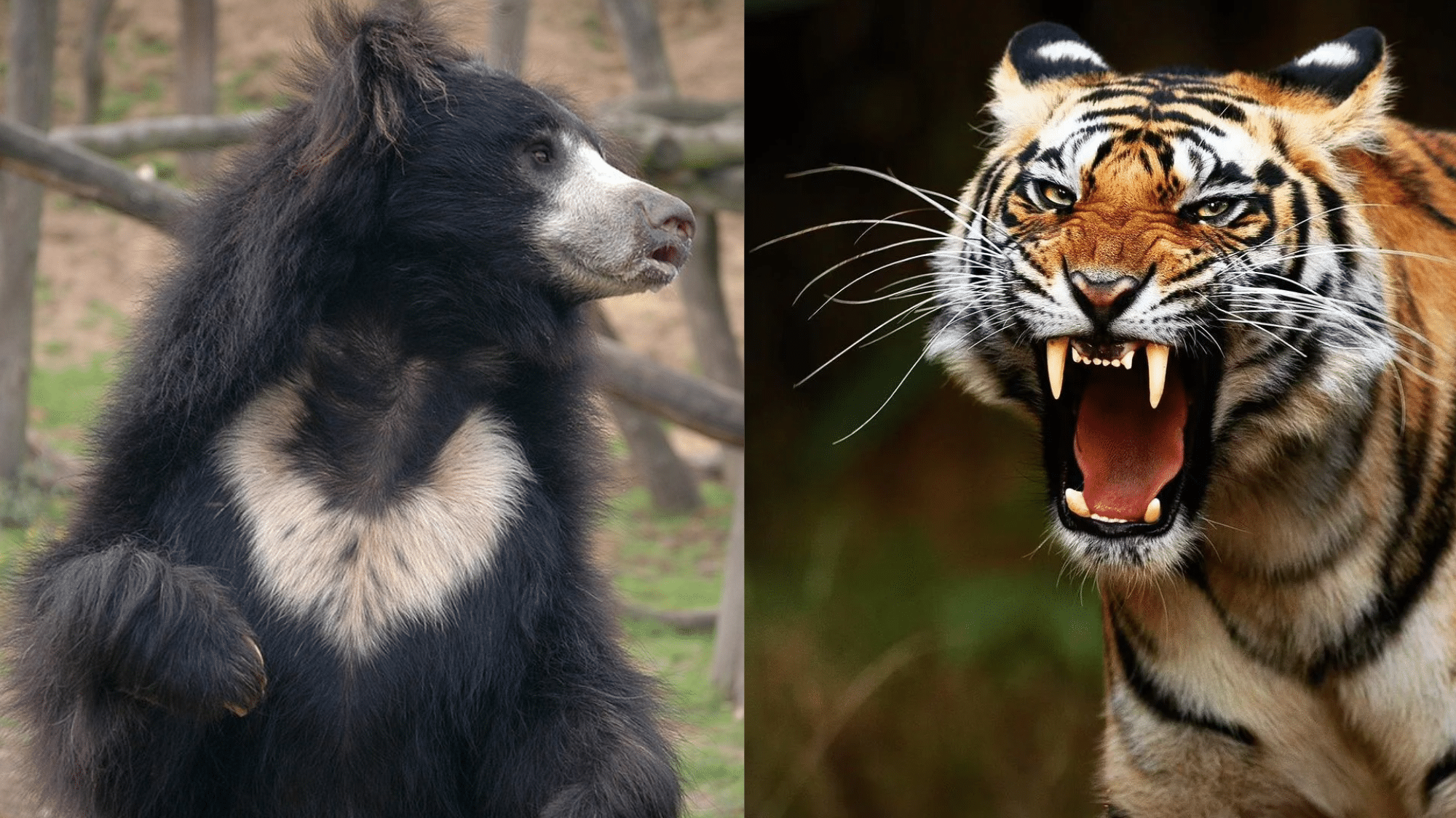 Characteristics of The Sloth Bear and Tiger
