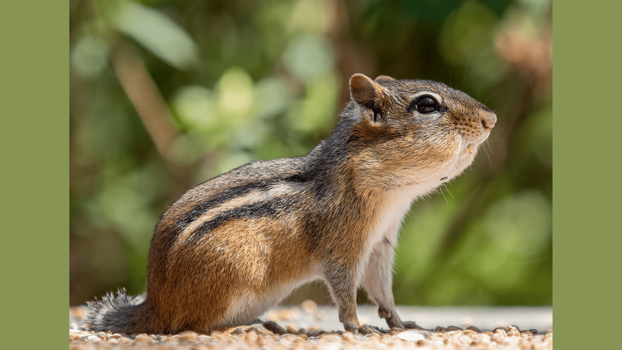 Chipmunks