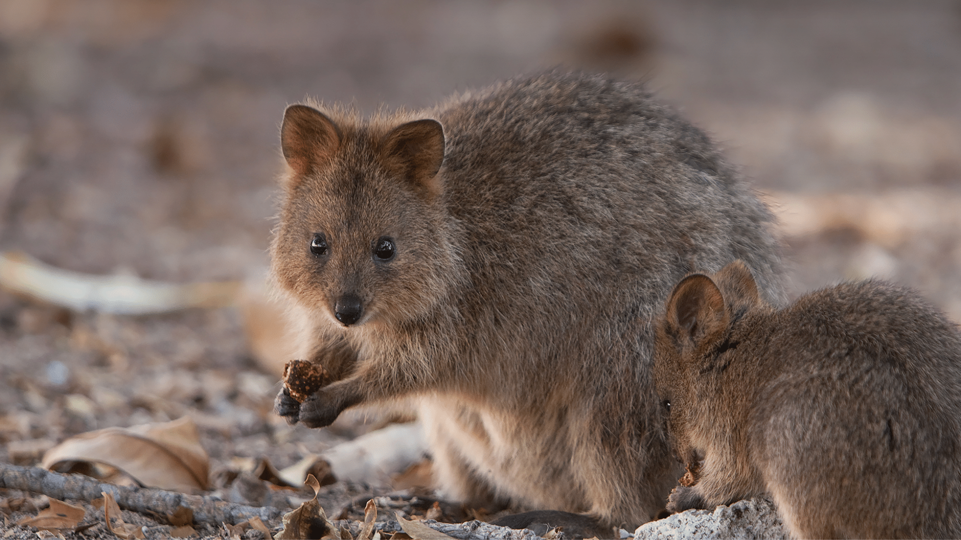 Choosing Safe Habitats