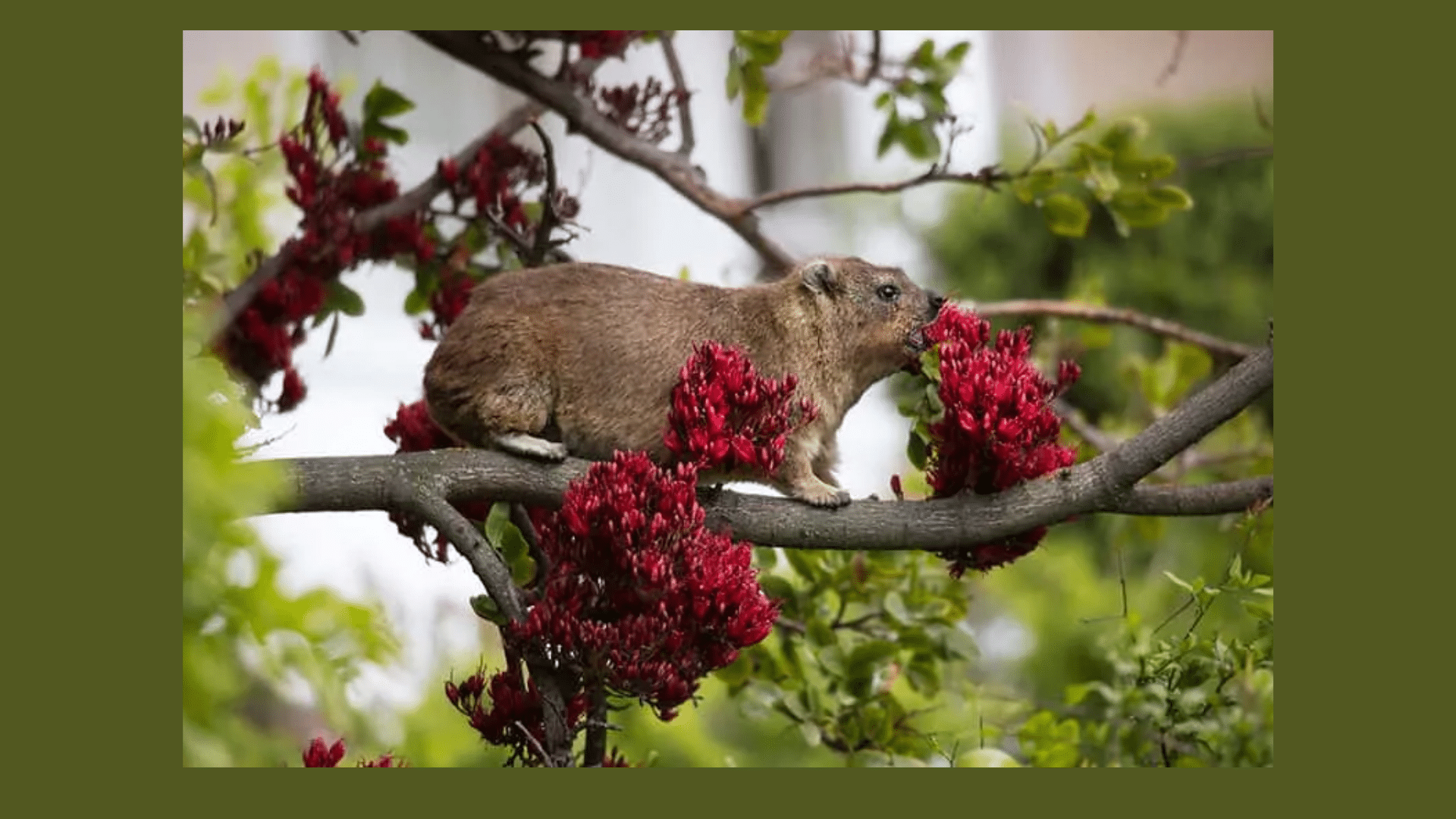 Climbing Small Trees and Bushes