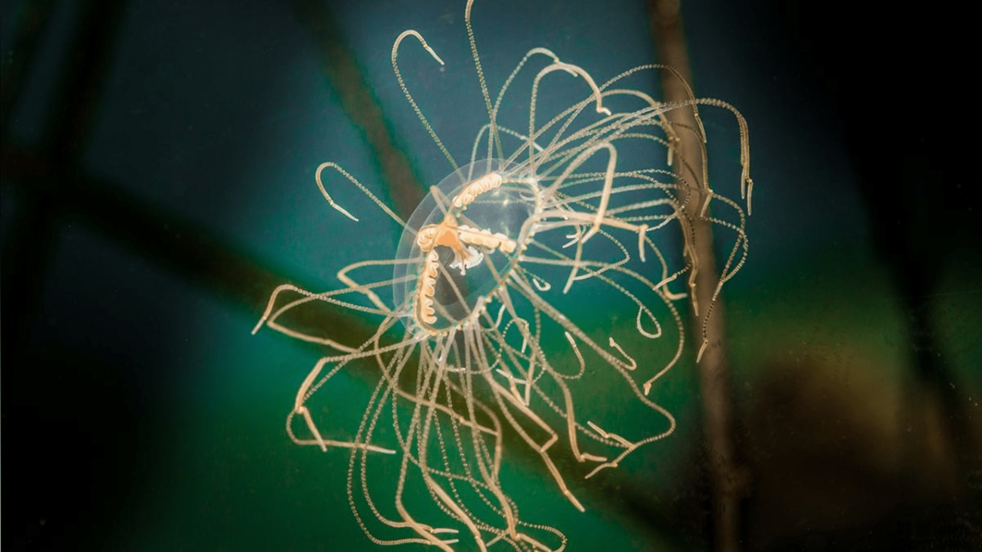 Clinging Jellyfish (Gonionemus Vertens)