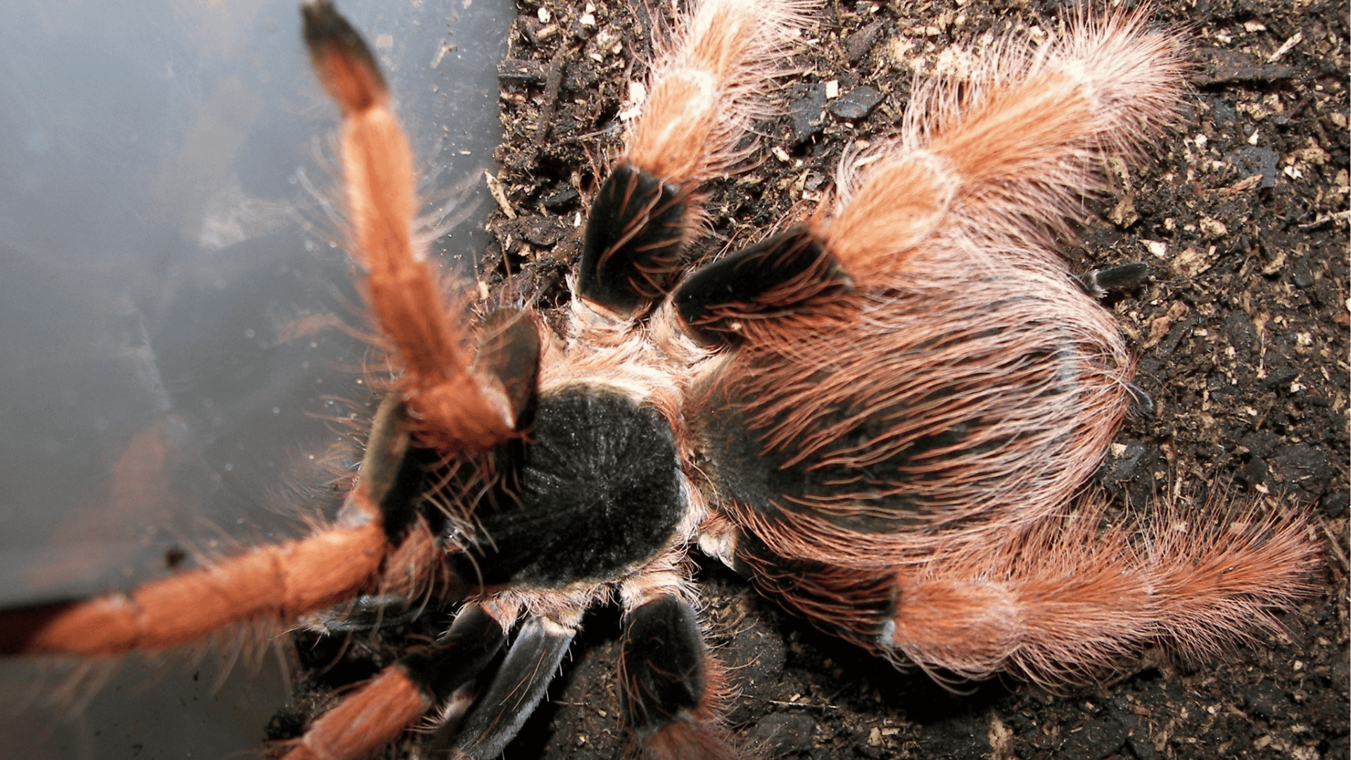 Colombian Giant Tarantula (Megaphobema Robustum)
