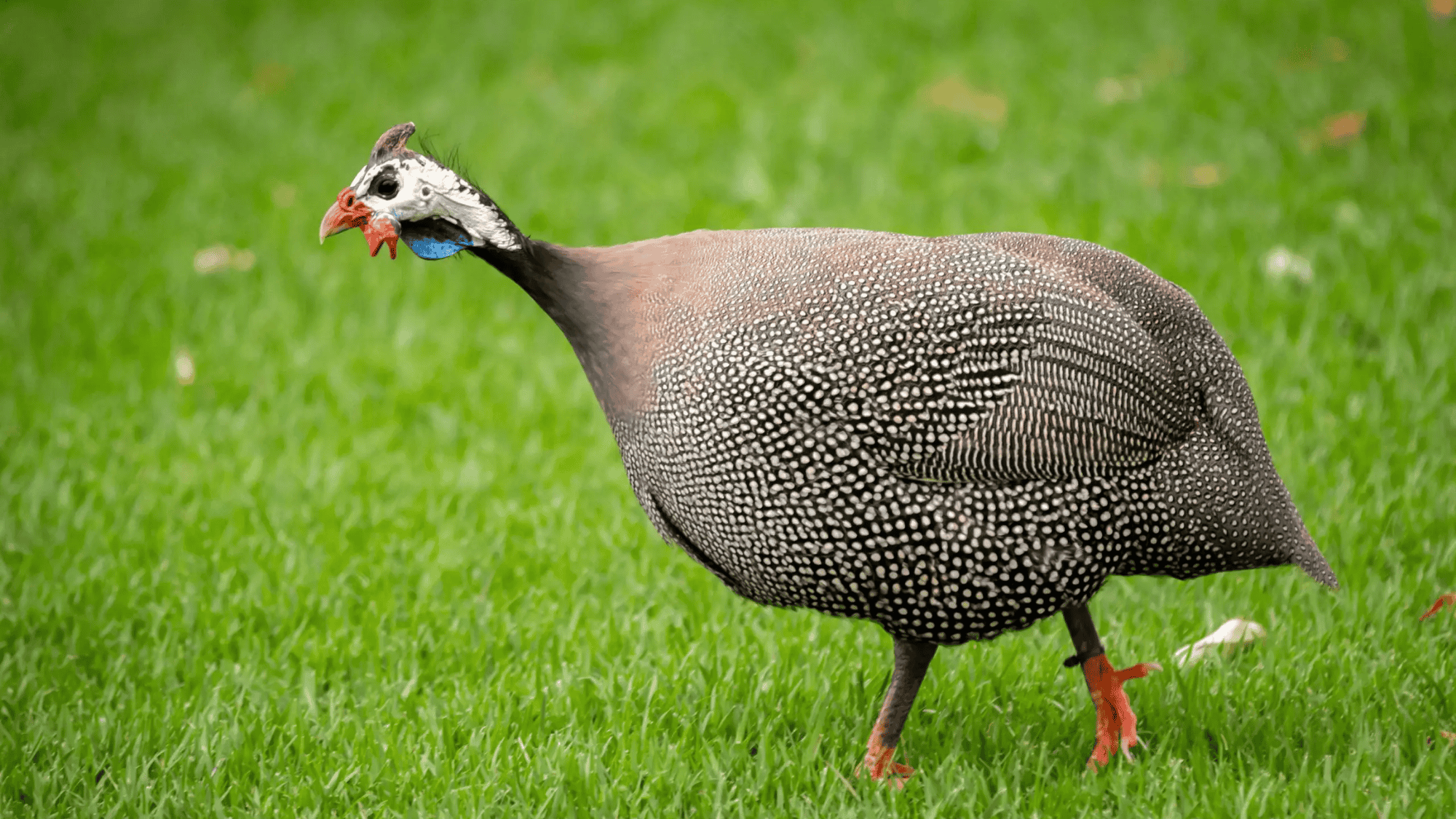 Common Misconceptions About Guinea Fowl