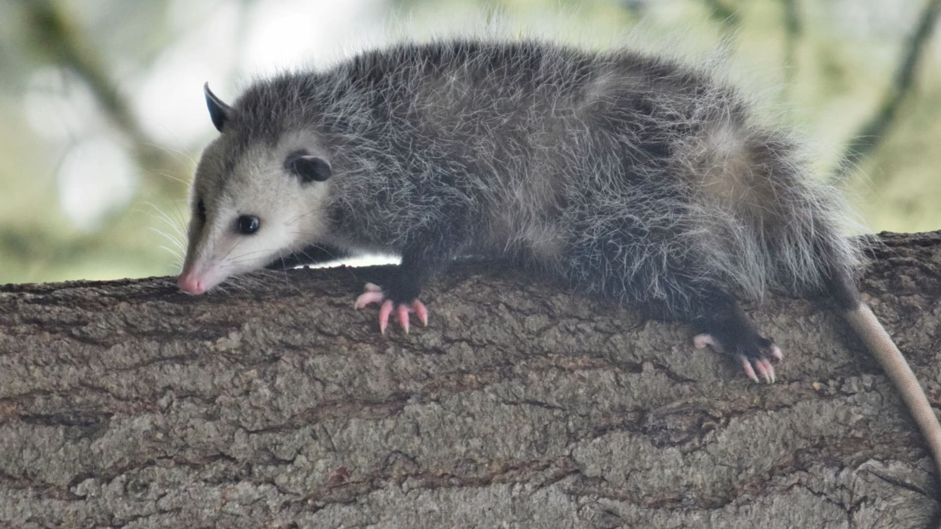 Common Myths About Possum Climbing
