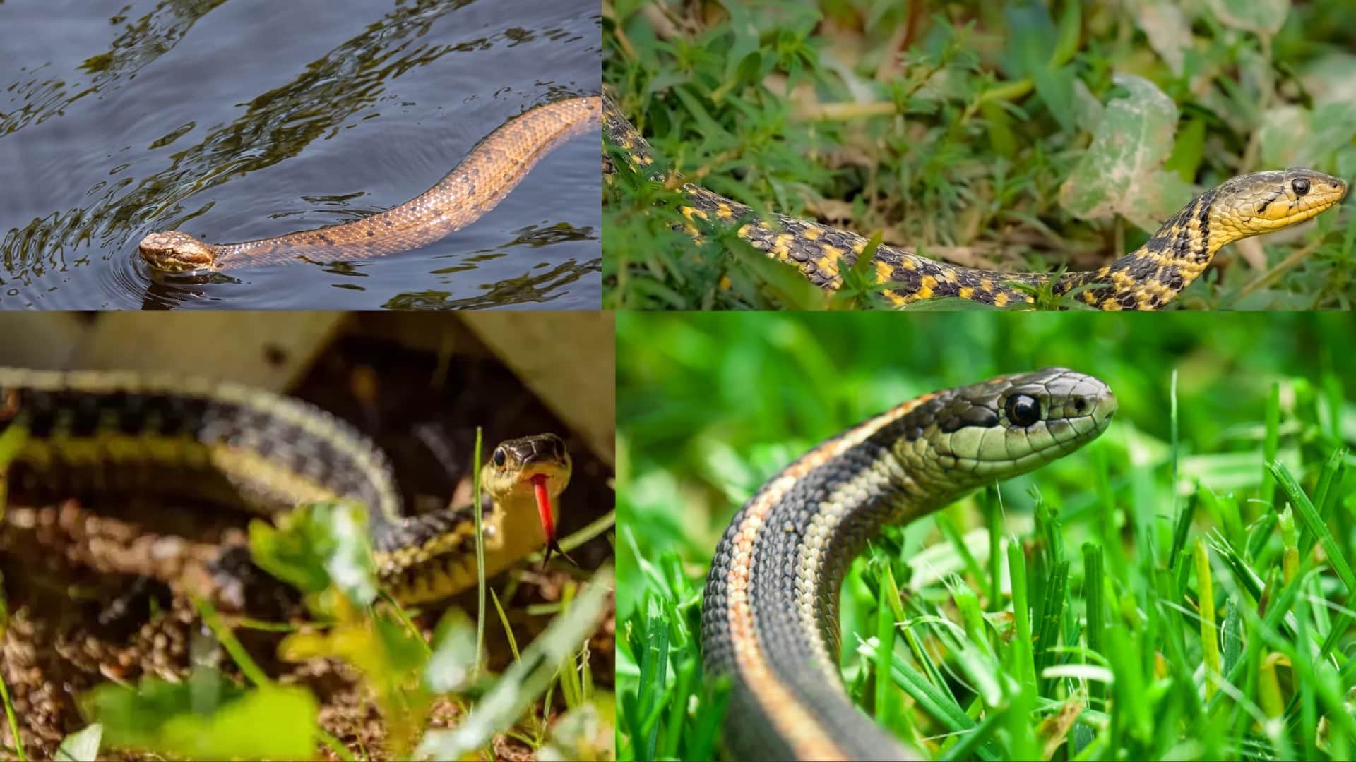 Common Outdoor Spots Where Snakes Hide - 1