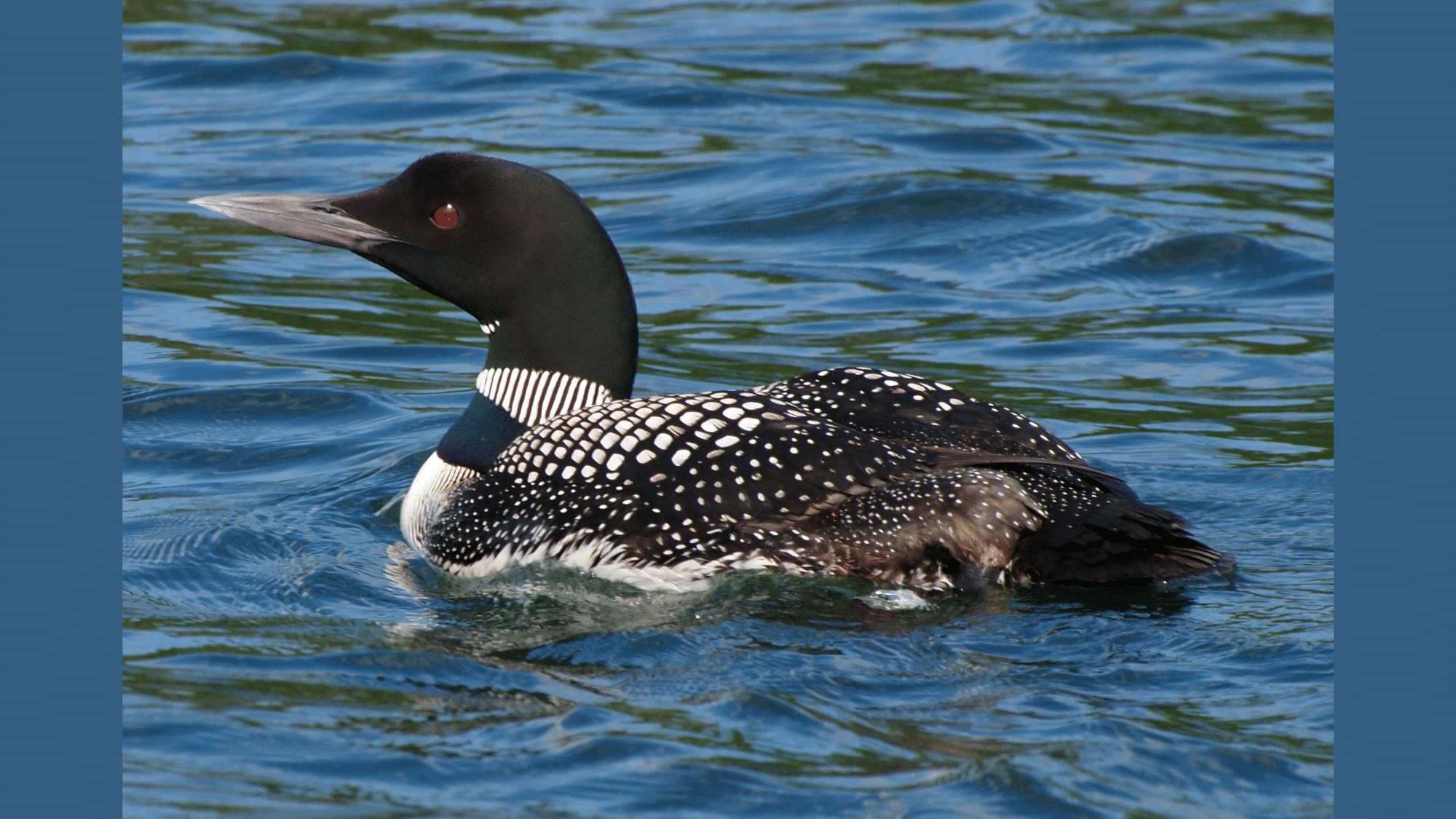 Common Loon