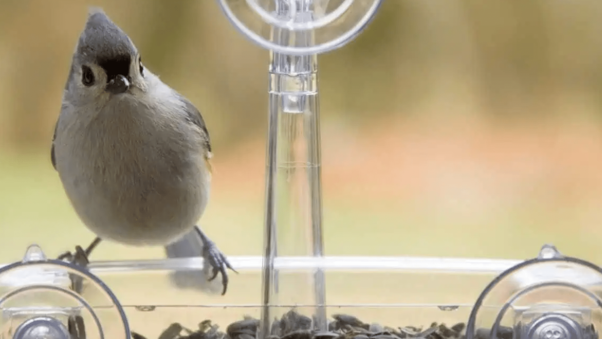 Common Mistakes New Birders Make
