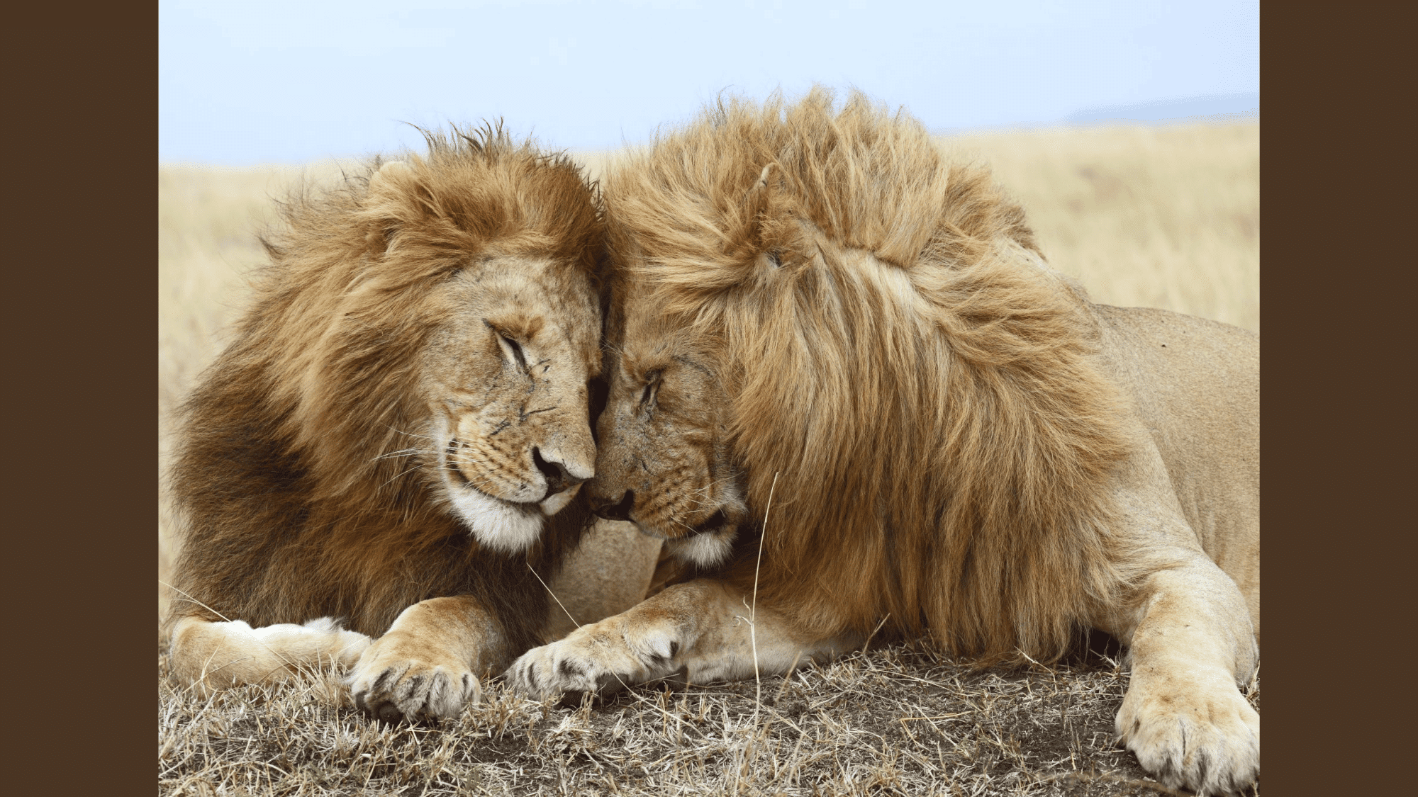 Communication & Territorial Behavior of The Kings
