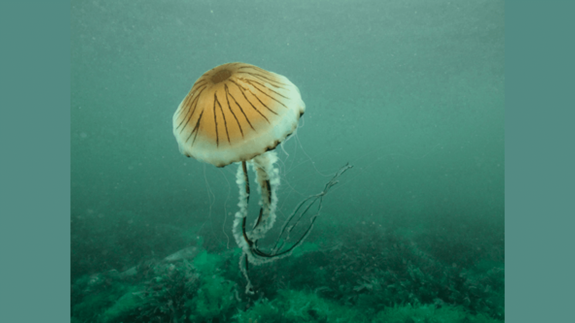 Compass Jellyfish (Chrysaora Hysoscella)
