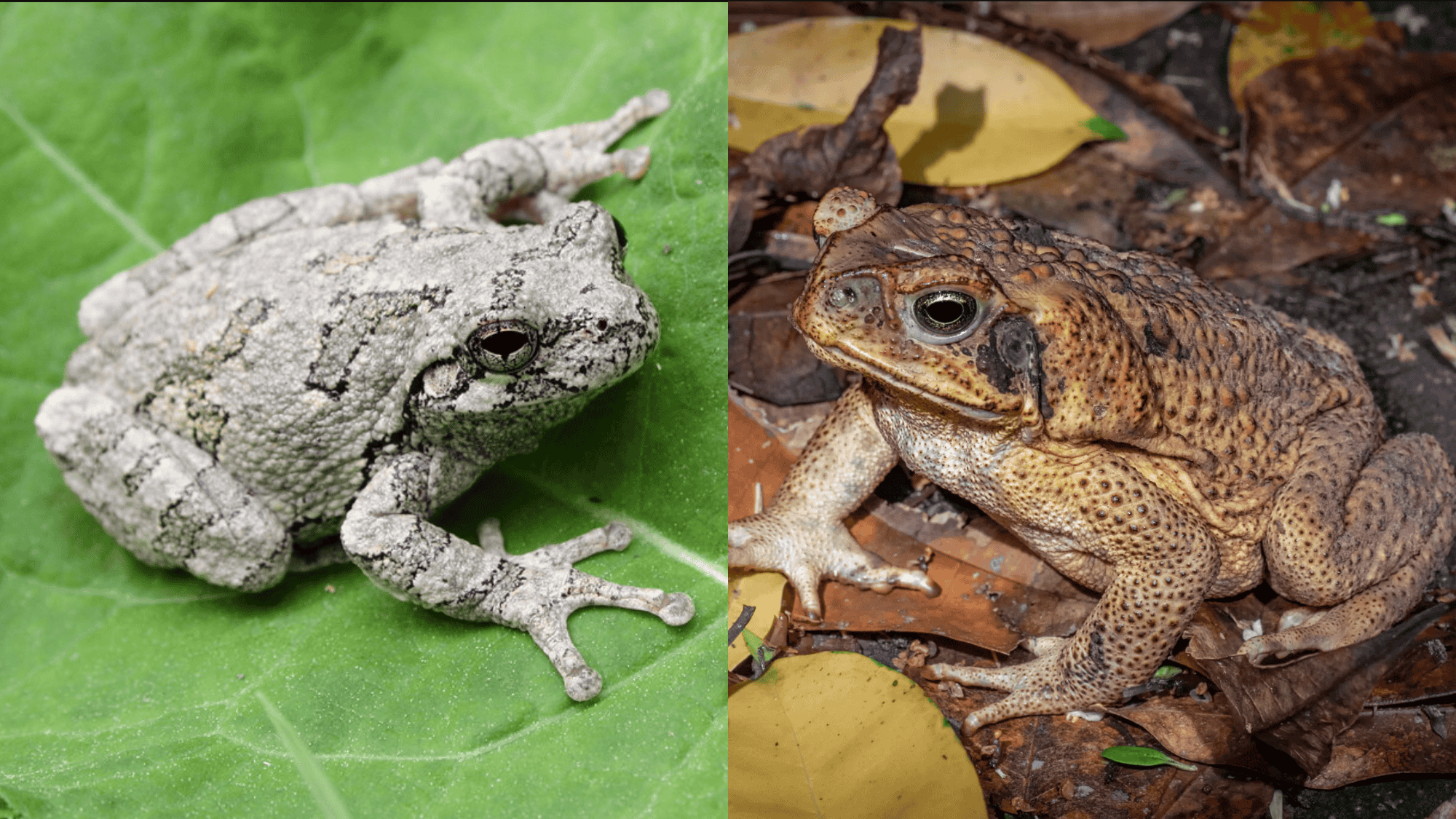Confusion with Other Species
