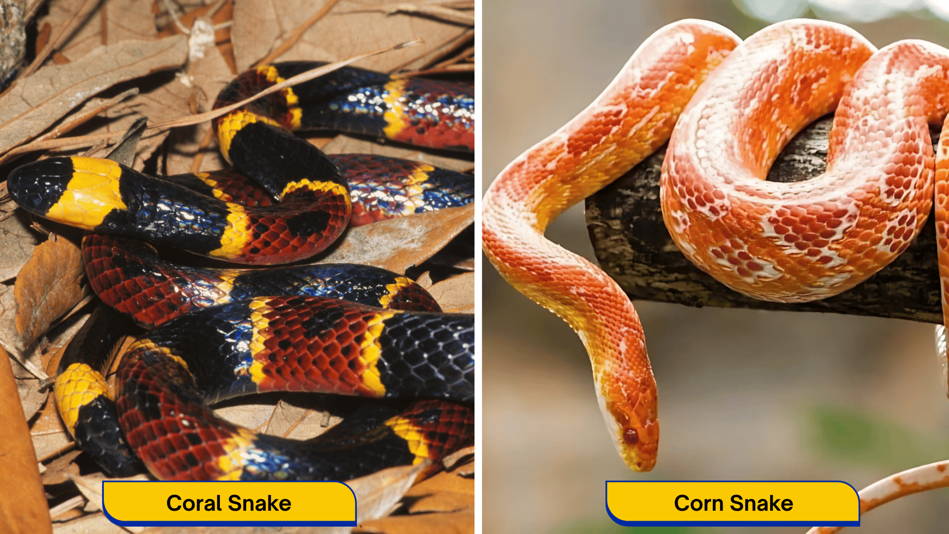 Coral-Snake-Vs-Corn-Snake (1)