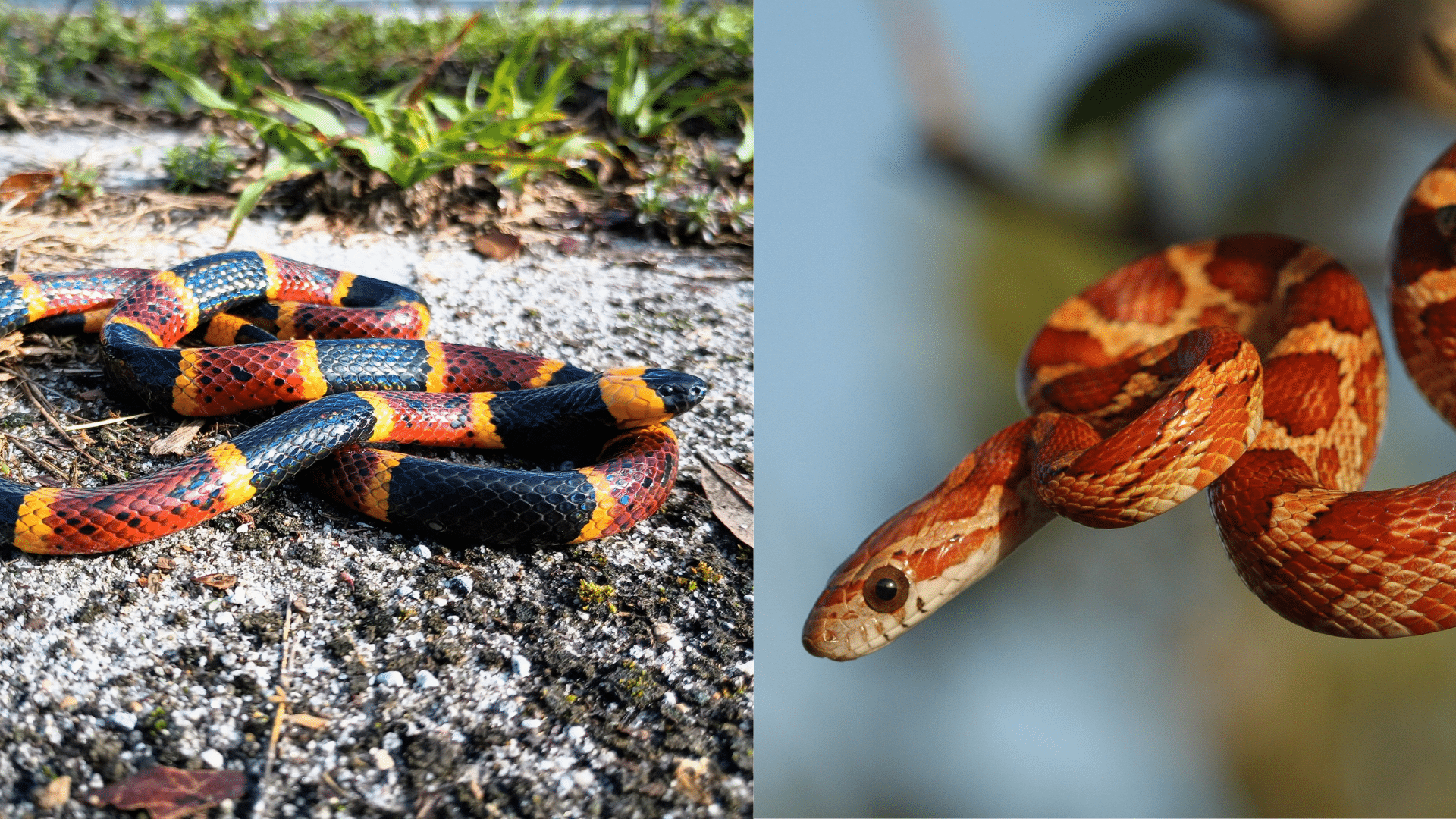 Coral-snake-vs-corn-snake