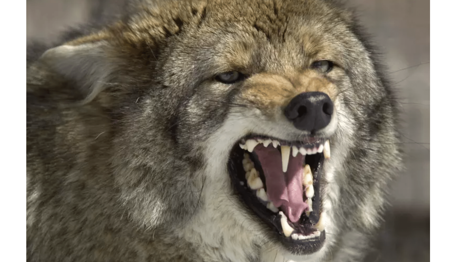 Coyotes