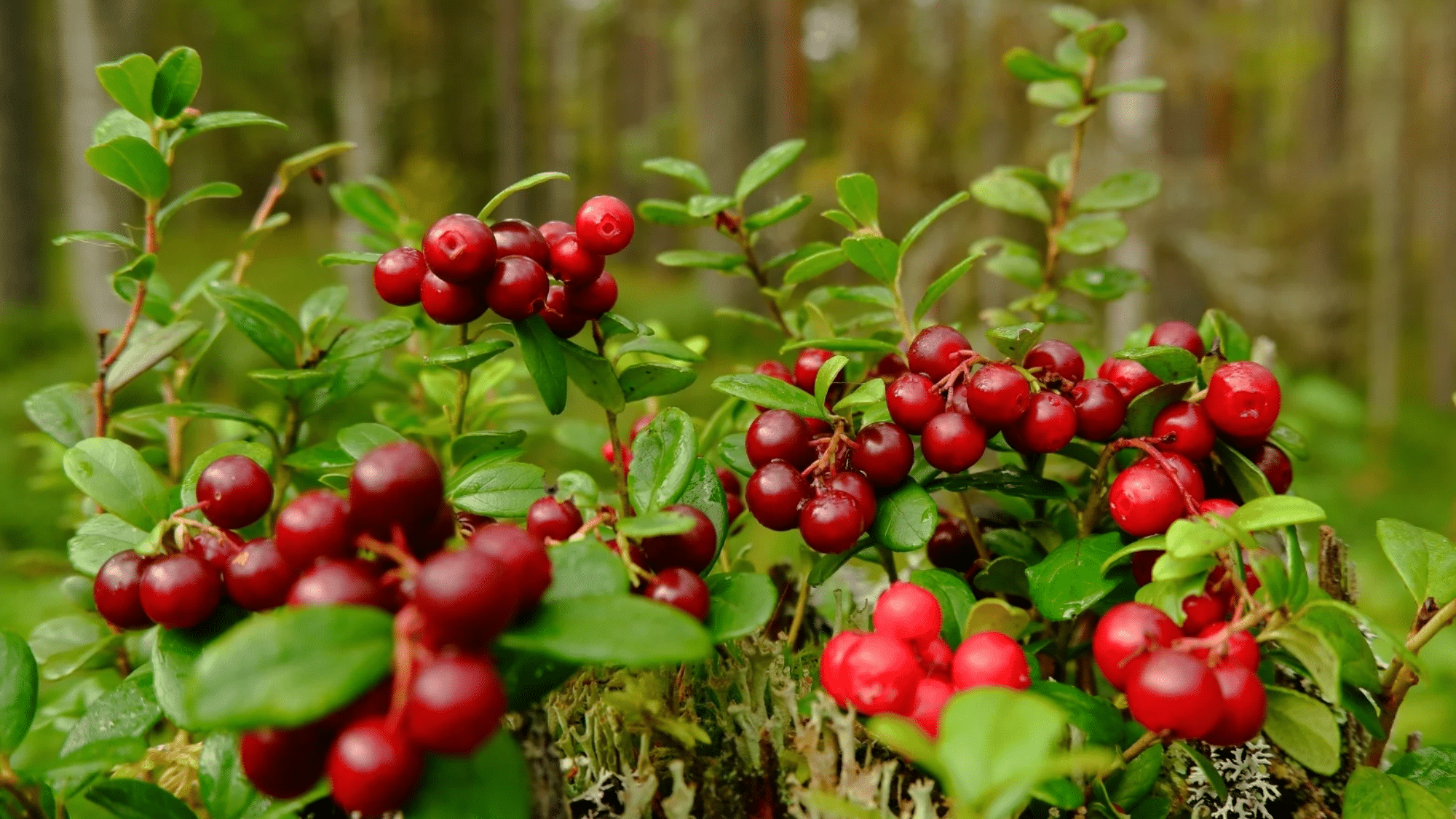 Cranberries