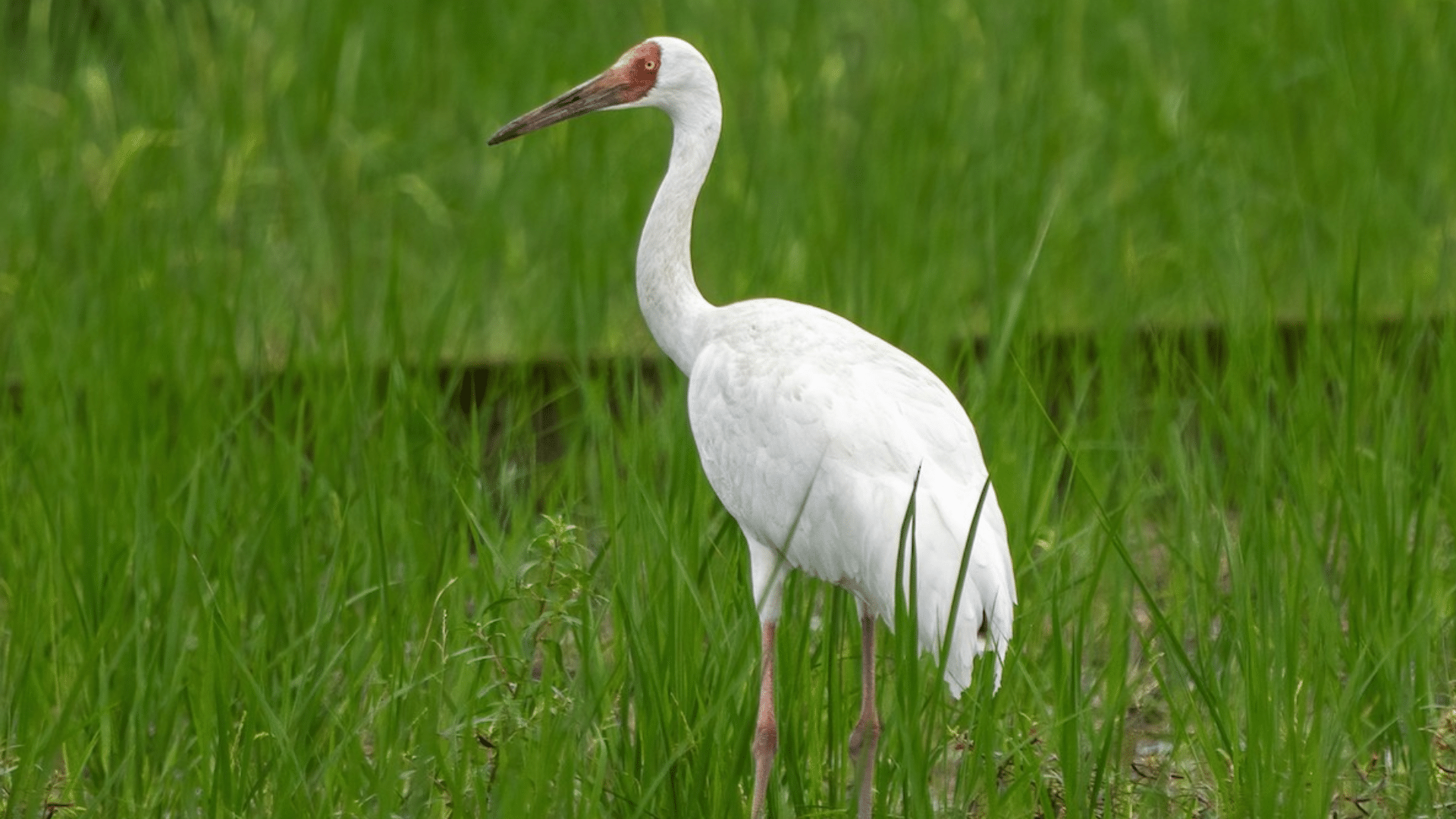Crane
