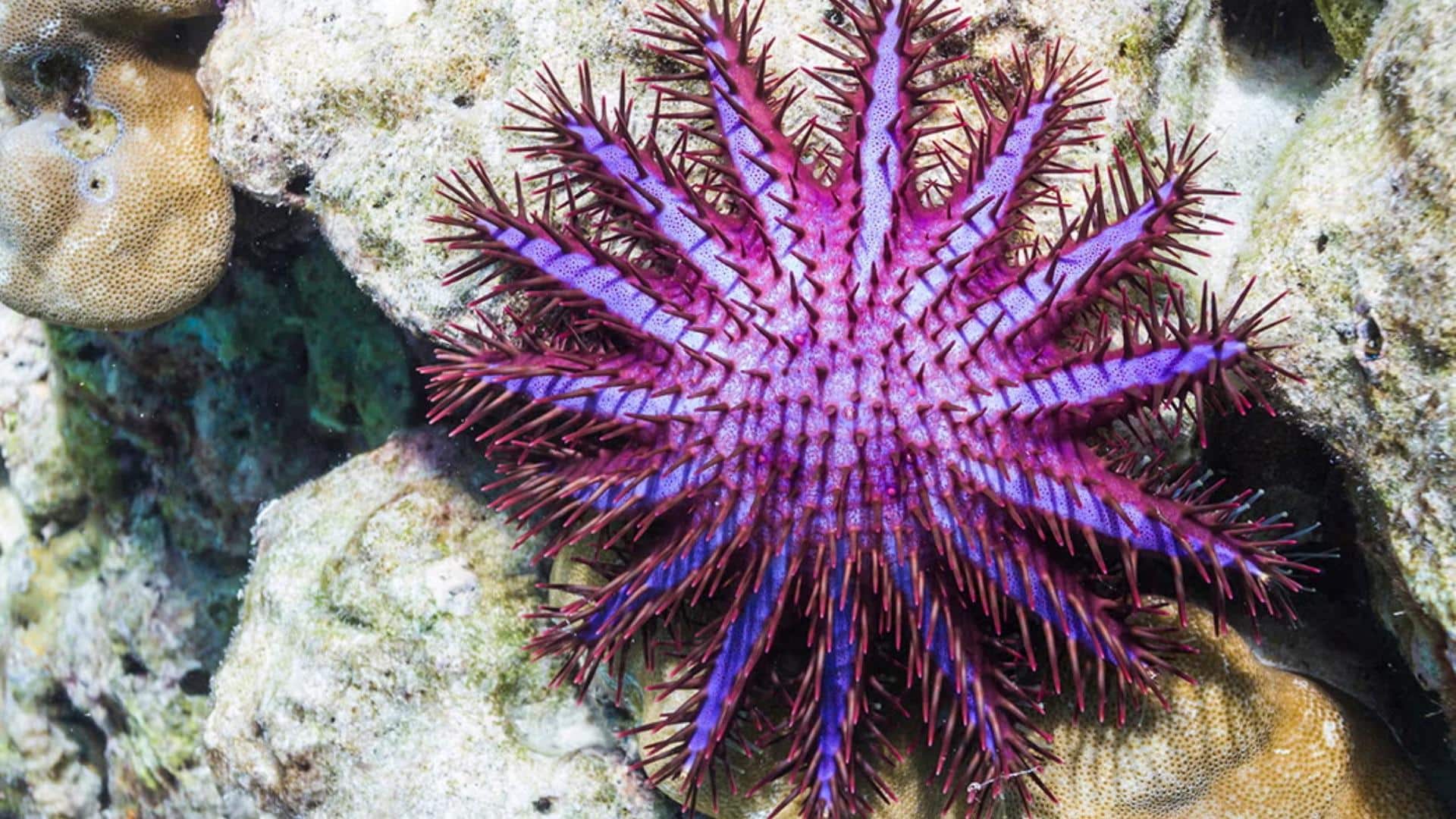 Crown-of-Thorns Starfish
