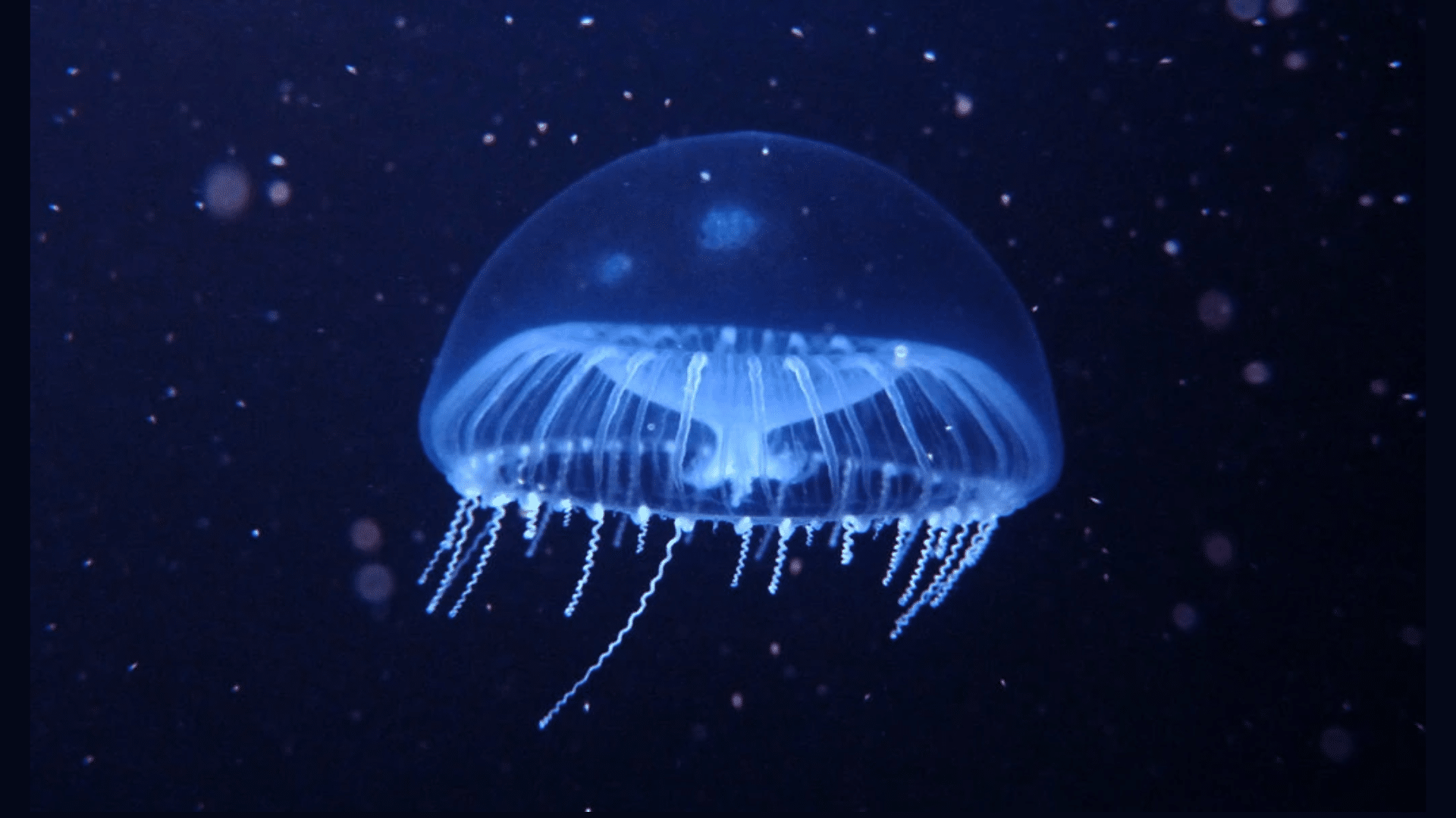 Crystal Jellyfish (Aequorea Victoria)
